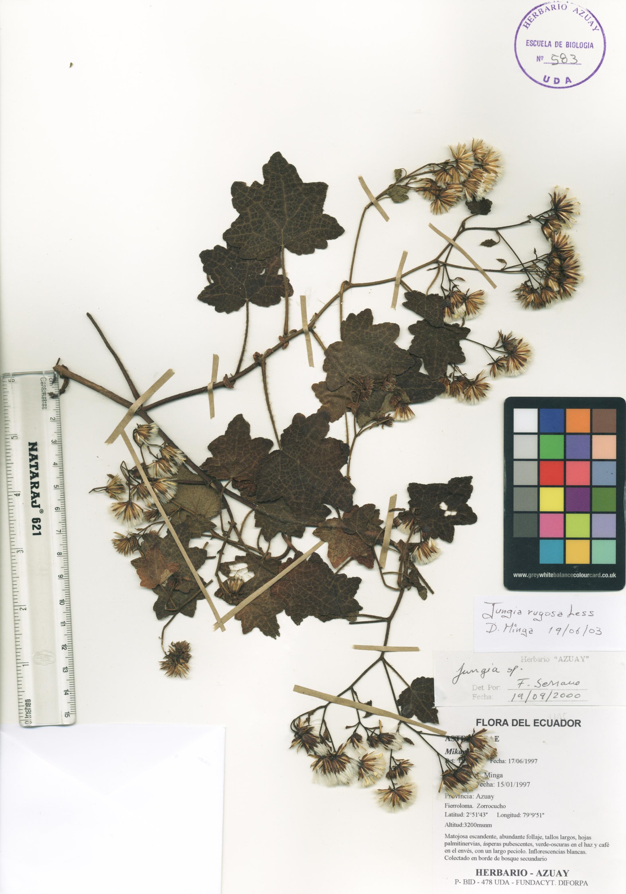 Jungia rugosa Less