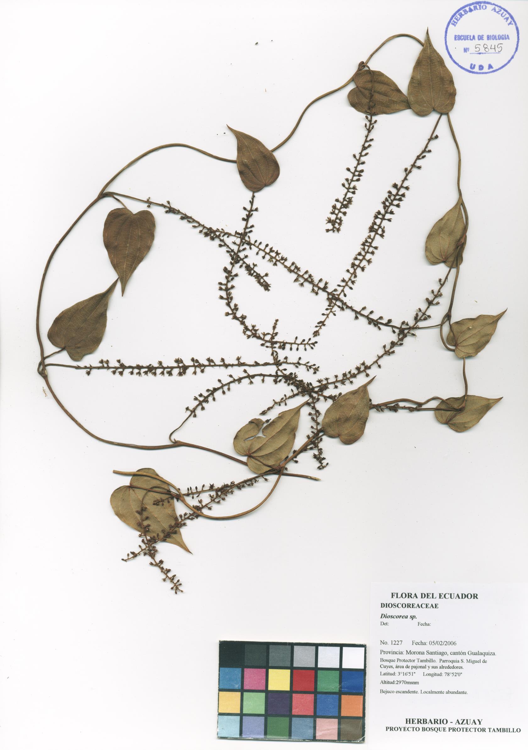 Dioscorea sp. SIN DETERMINAR