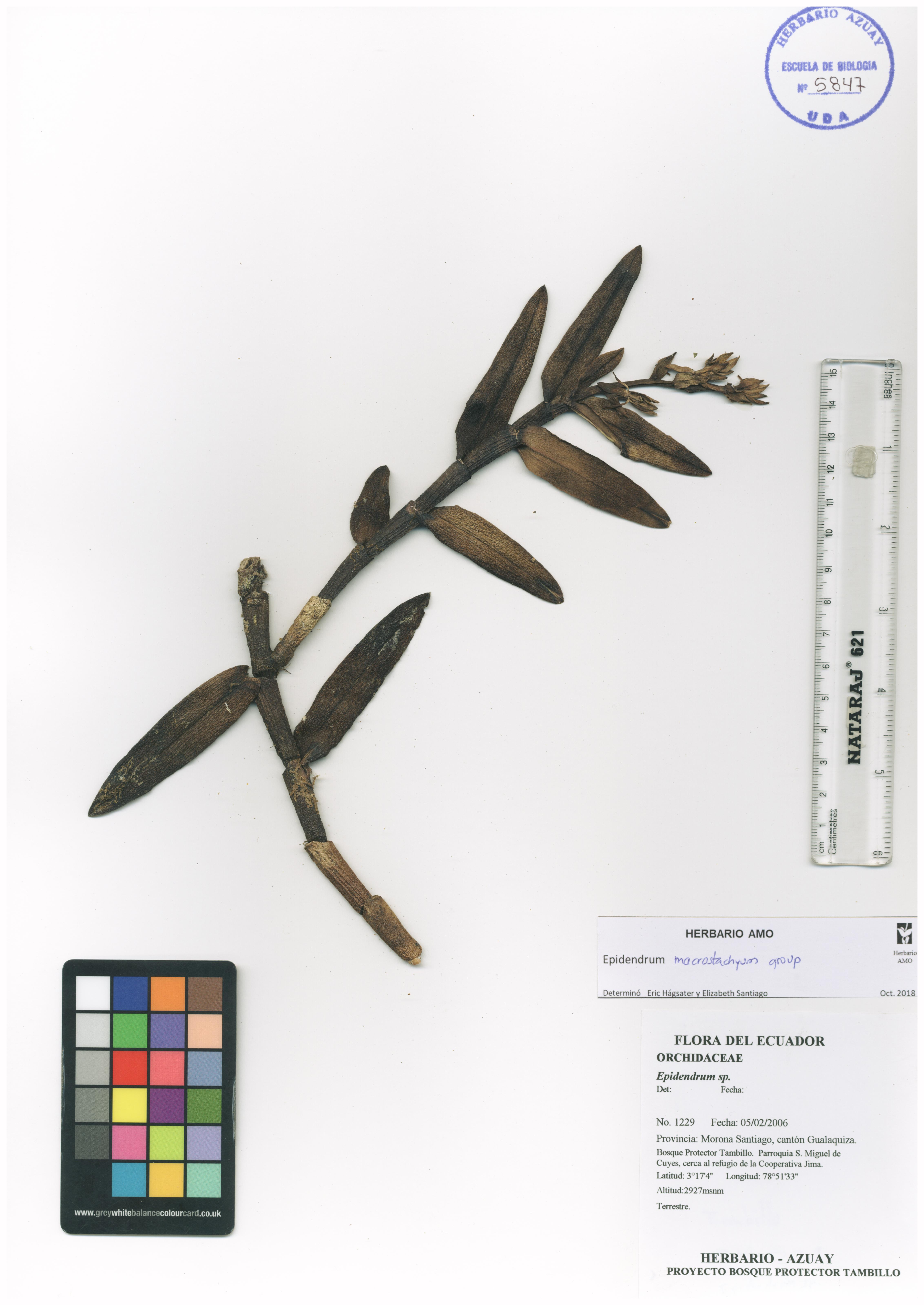 Epidendrum macrostachyum Lindl.