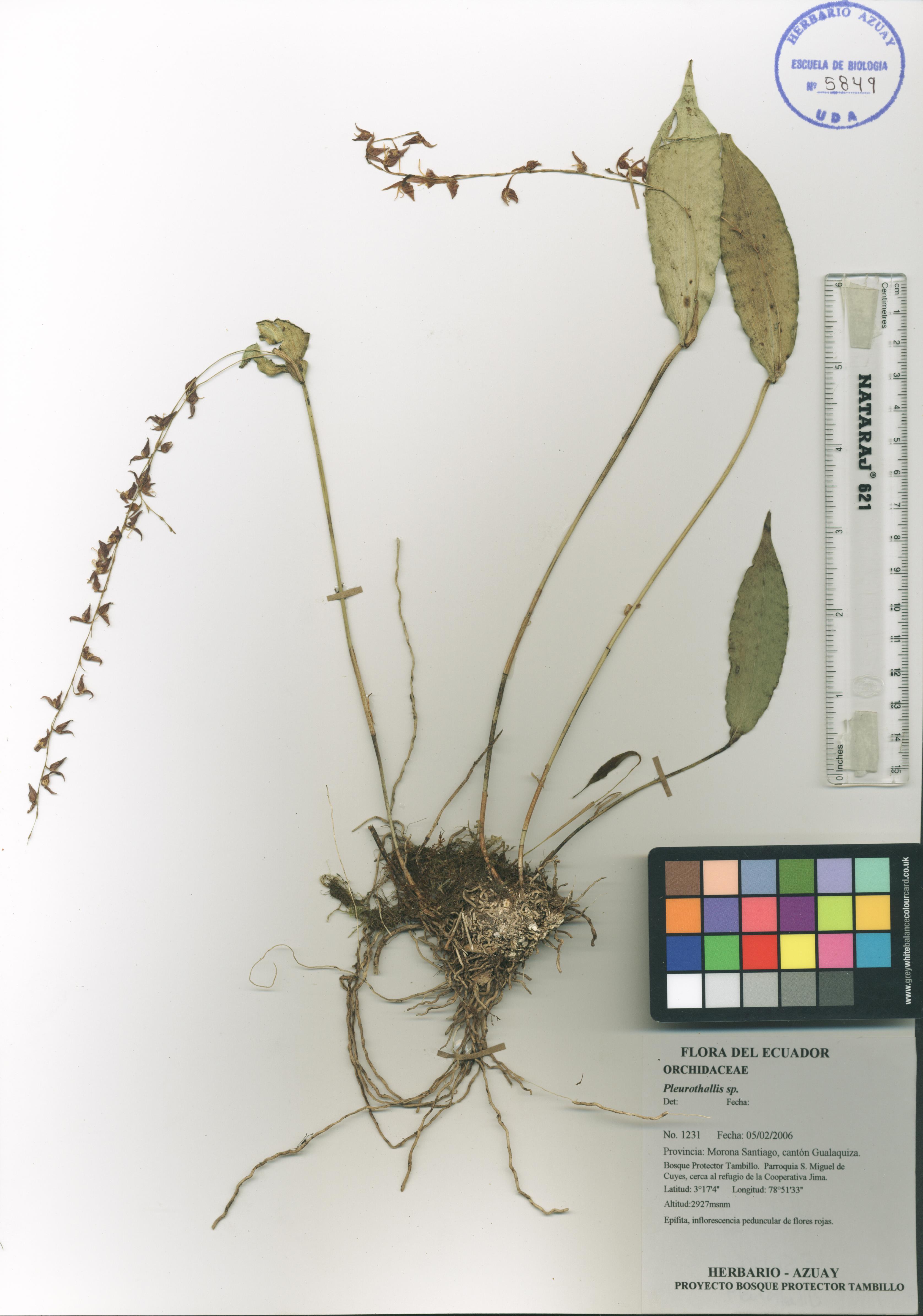 Pleurothallis sp. SIN DETERMINAR