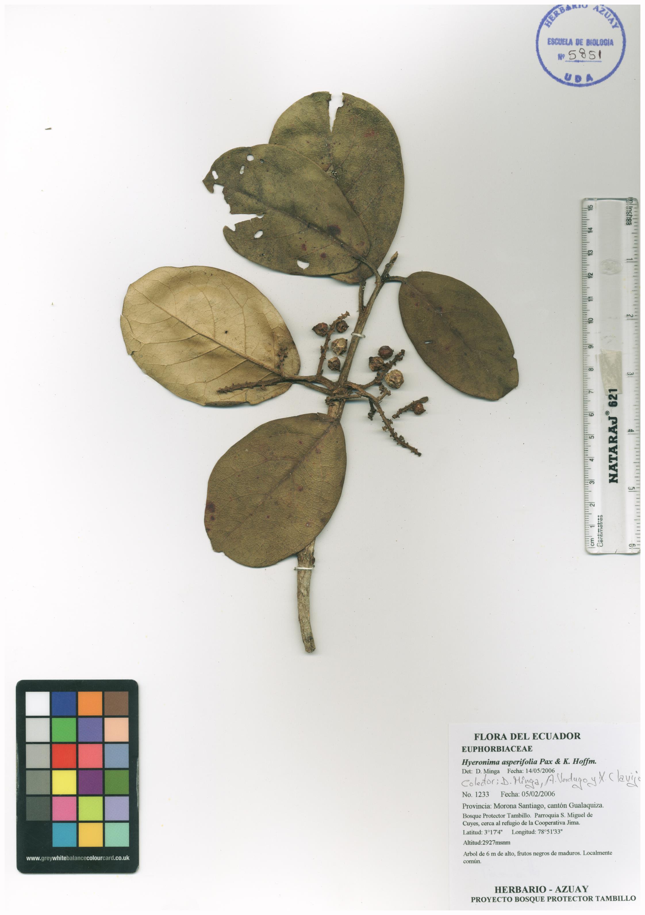 Hieronyma asperifolia Pax & K. Hoffm.