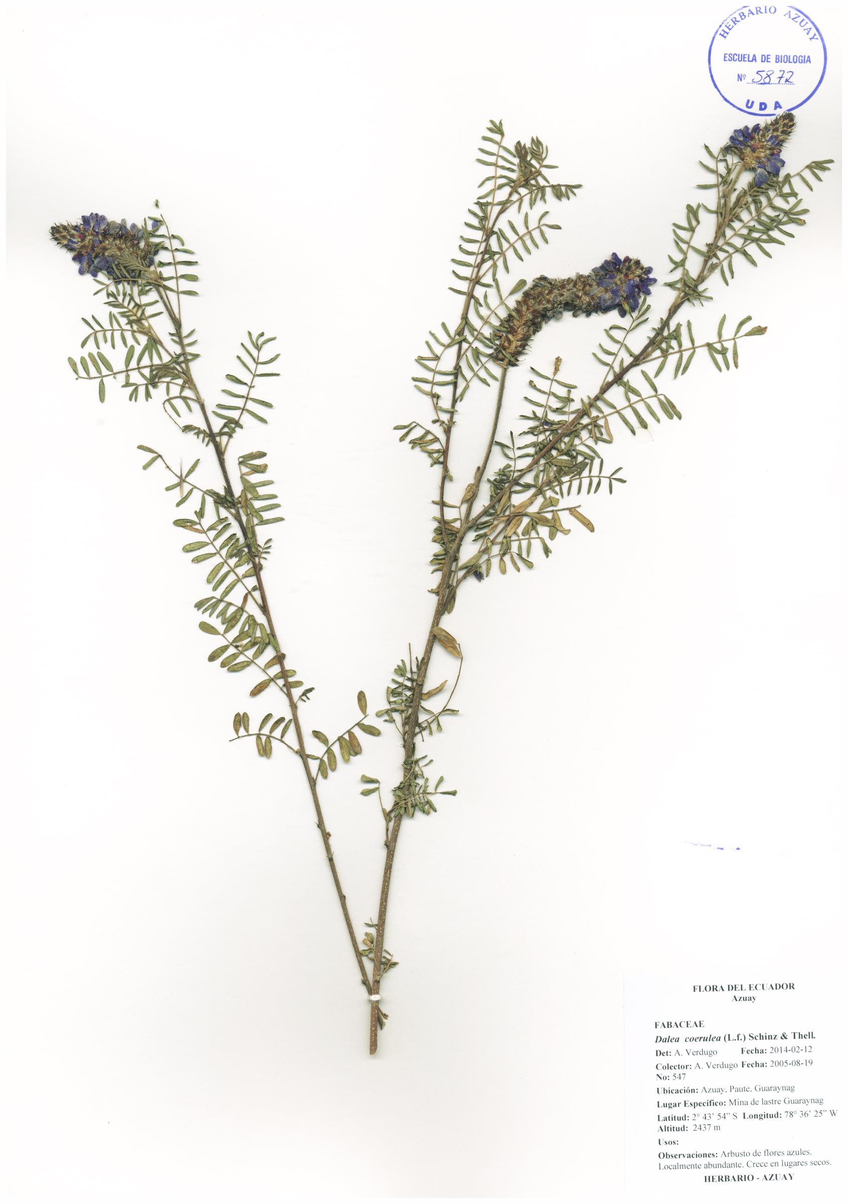 Dalea coerulea (L.f.) Schinz & Thell.