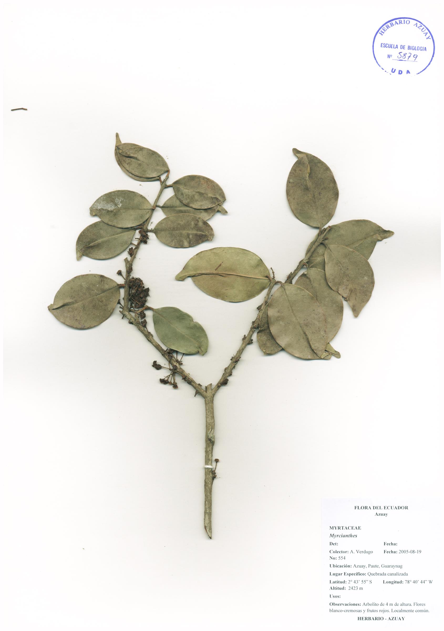 Myrcianthes sp. SIN DETERMINAR