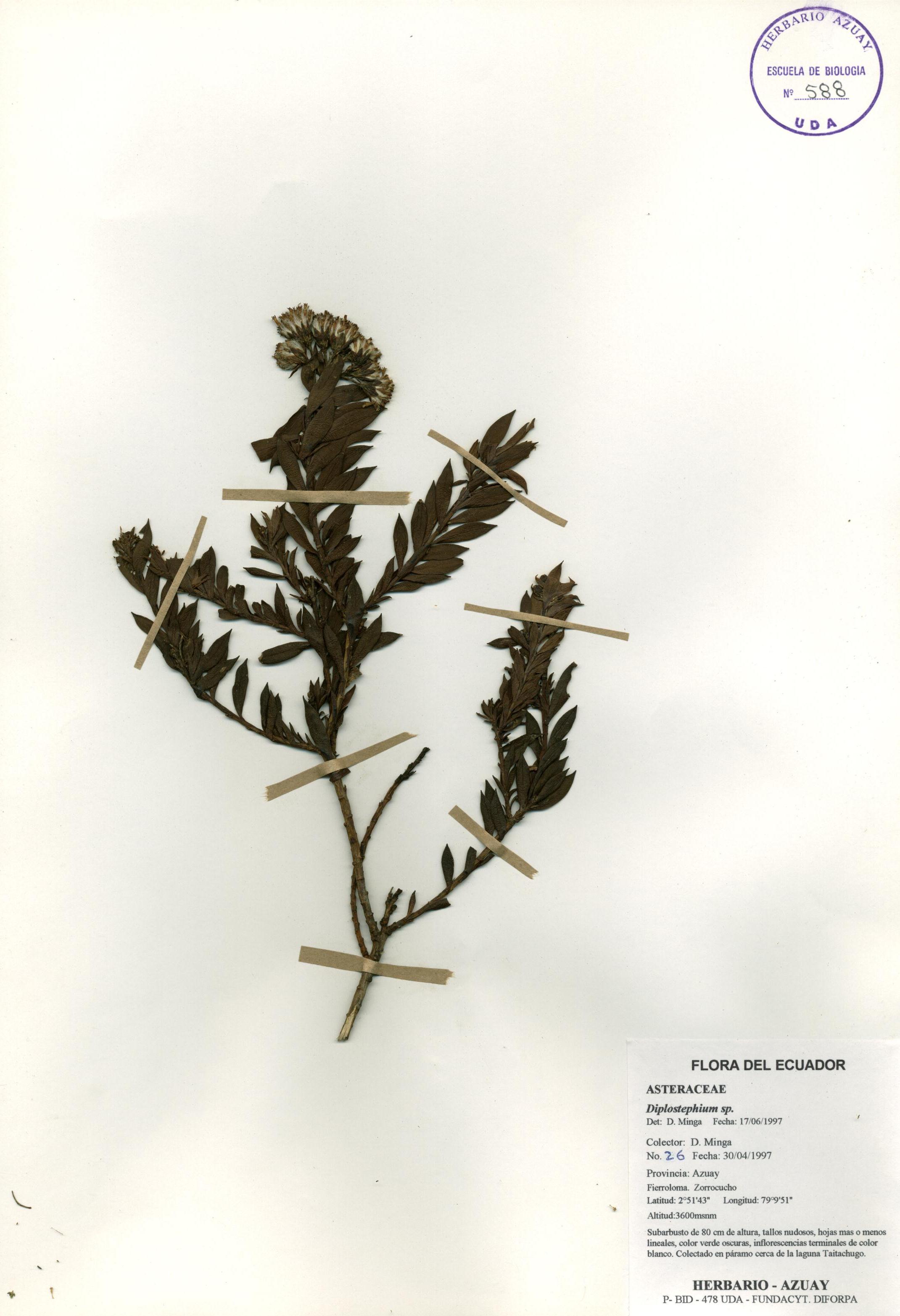Monticalia vaccinioides (Kunth) Cuatrec.