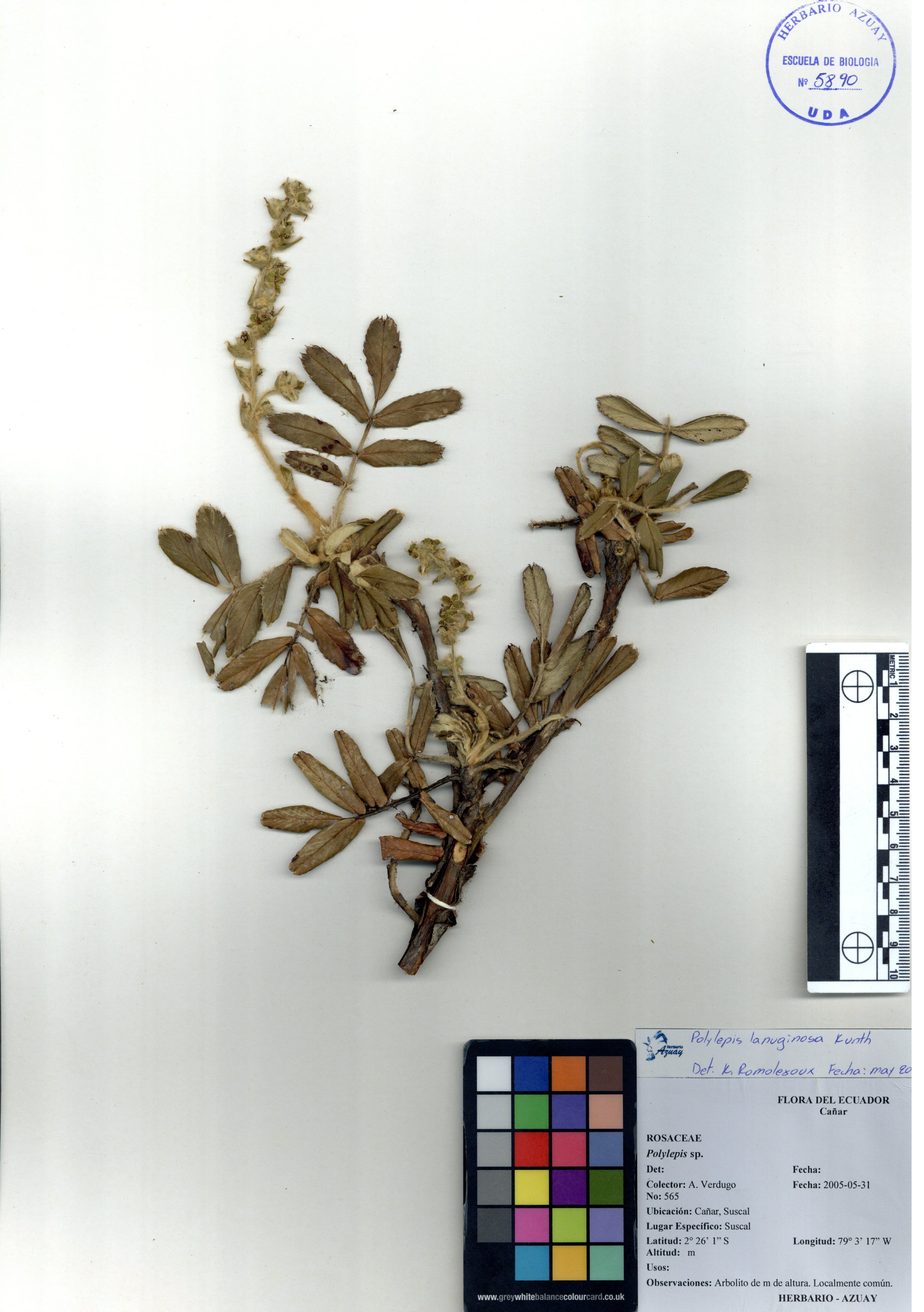 Polylepis lanuginosa Kunth