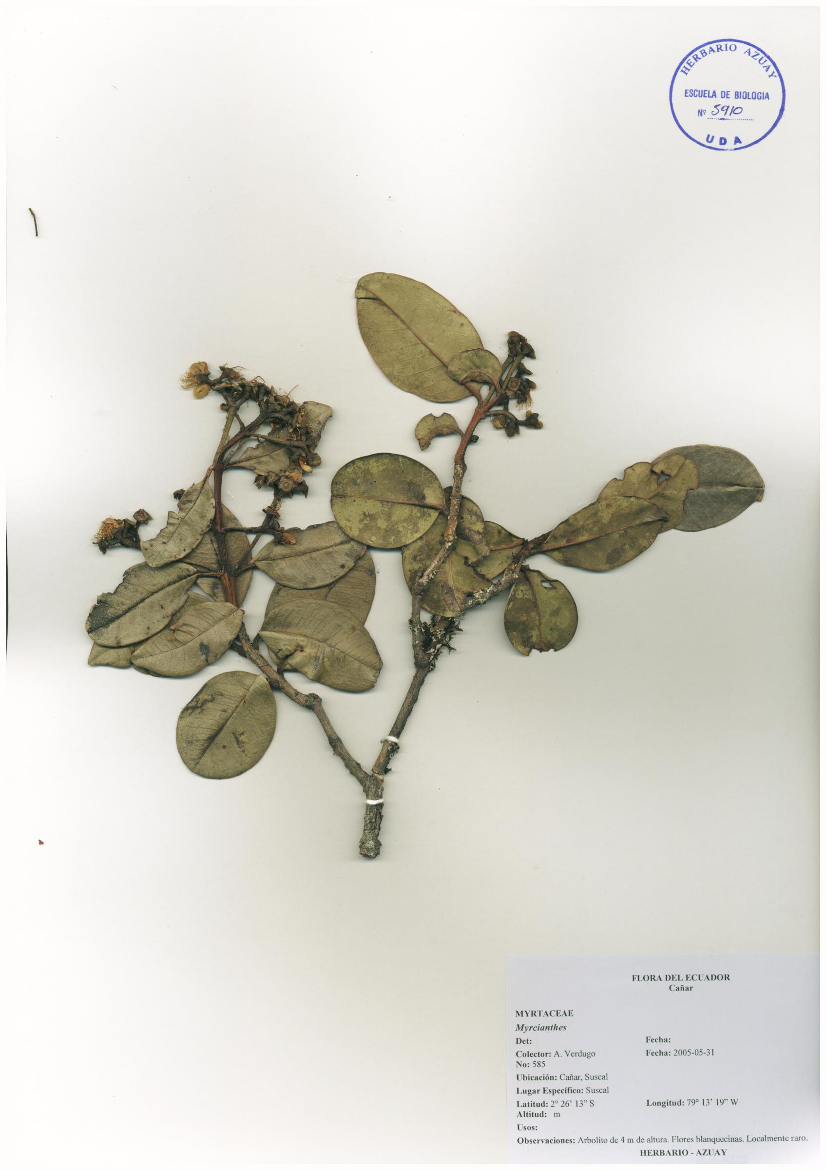 Myrcianthes sp. SIN DETERMINAR