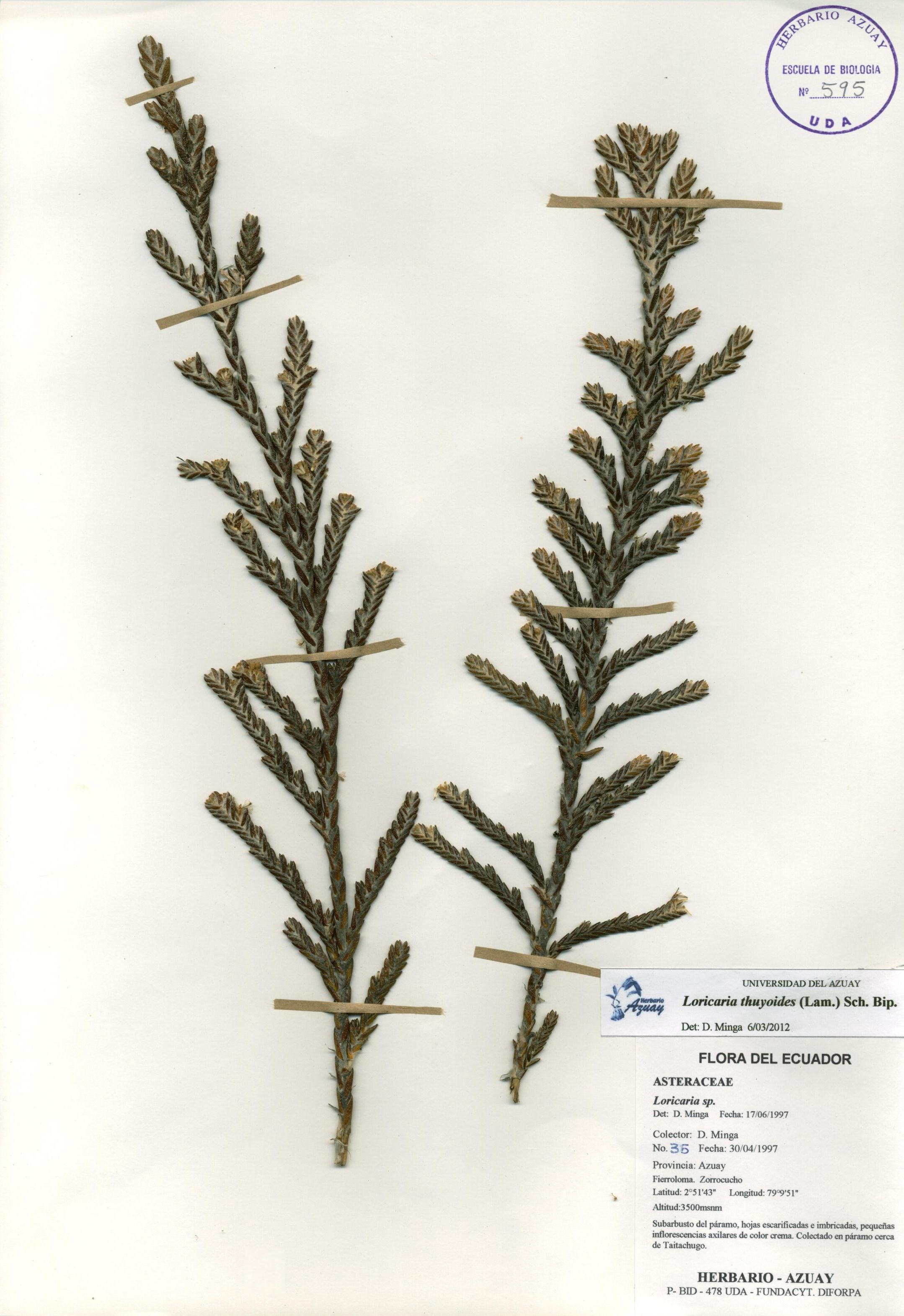 Loricaria thuyoides (Lam.) Sch. Bip.