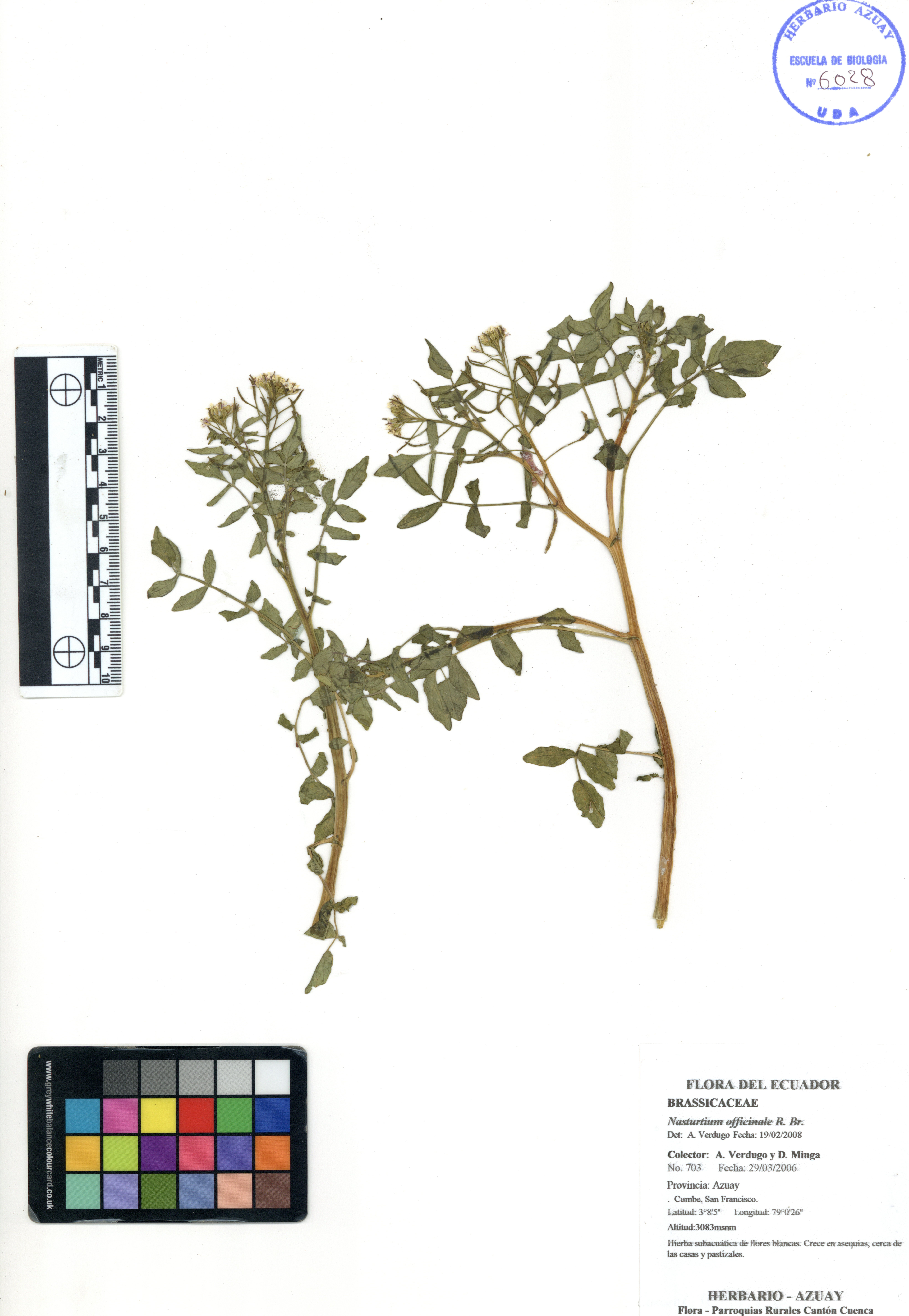 Nasturtium officinale R. Br.