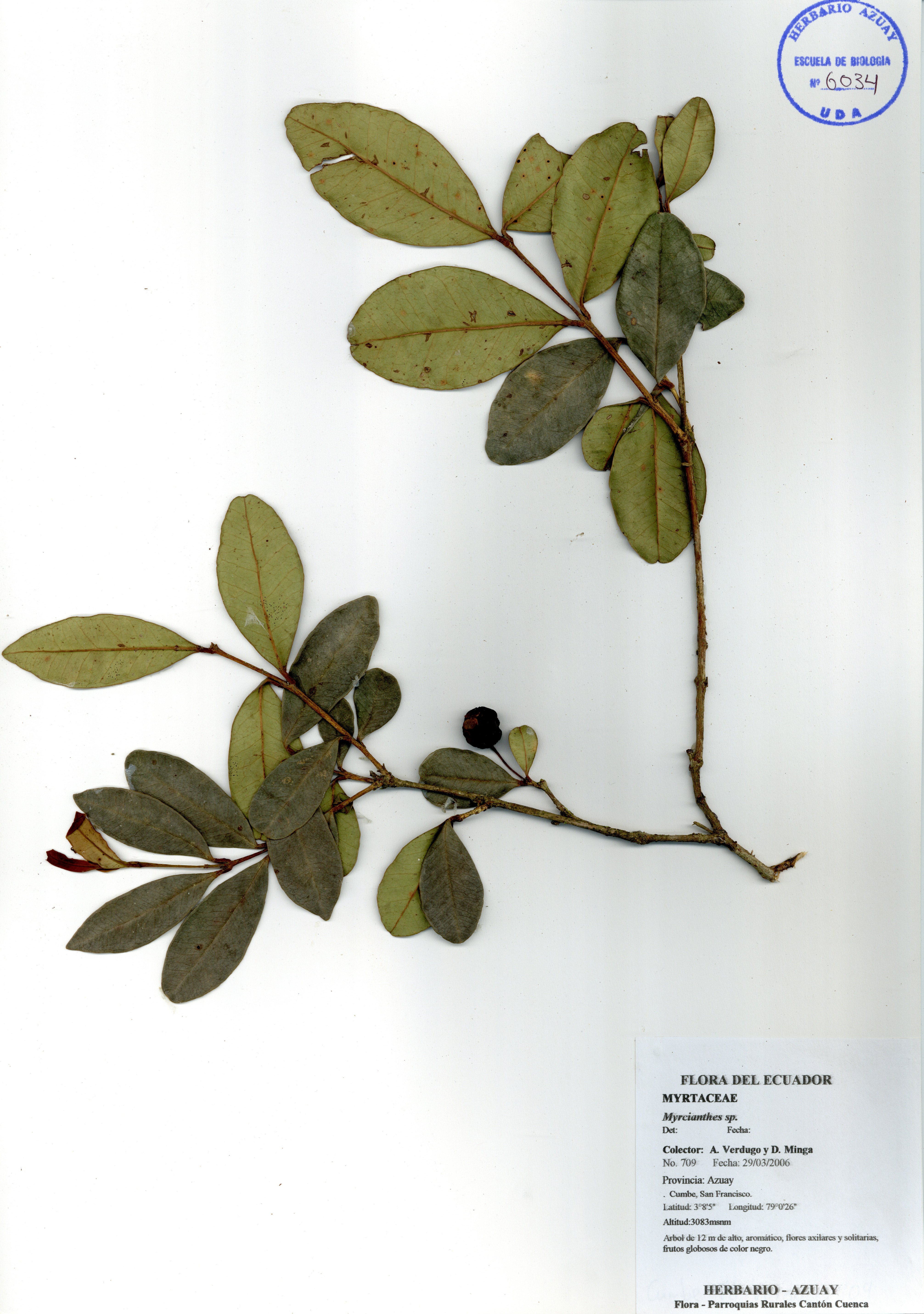 Myrcianthes sp. SIN DETERMINAR