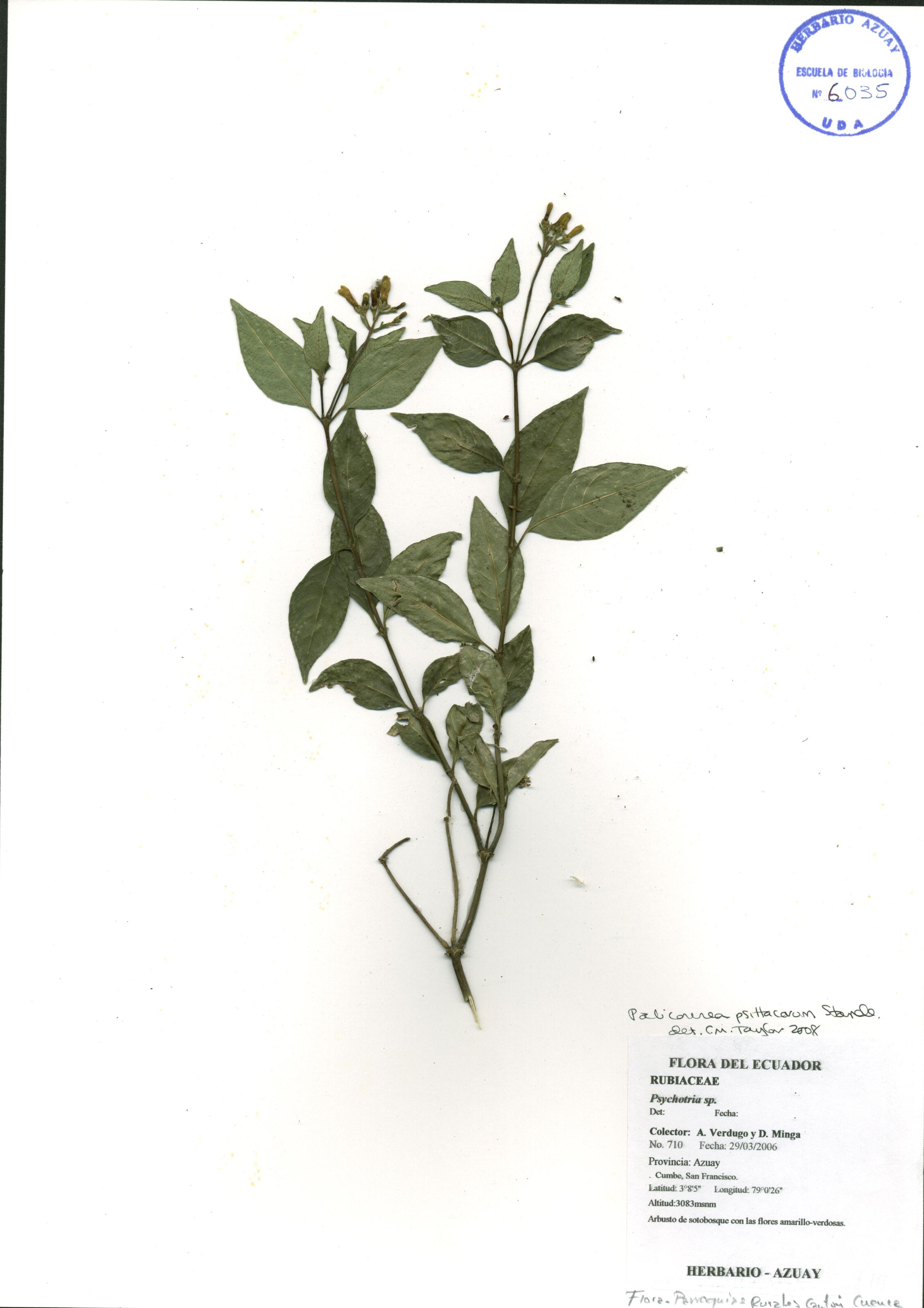 Palicourea psittacorum Standl.