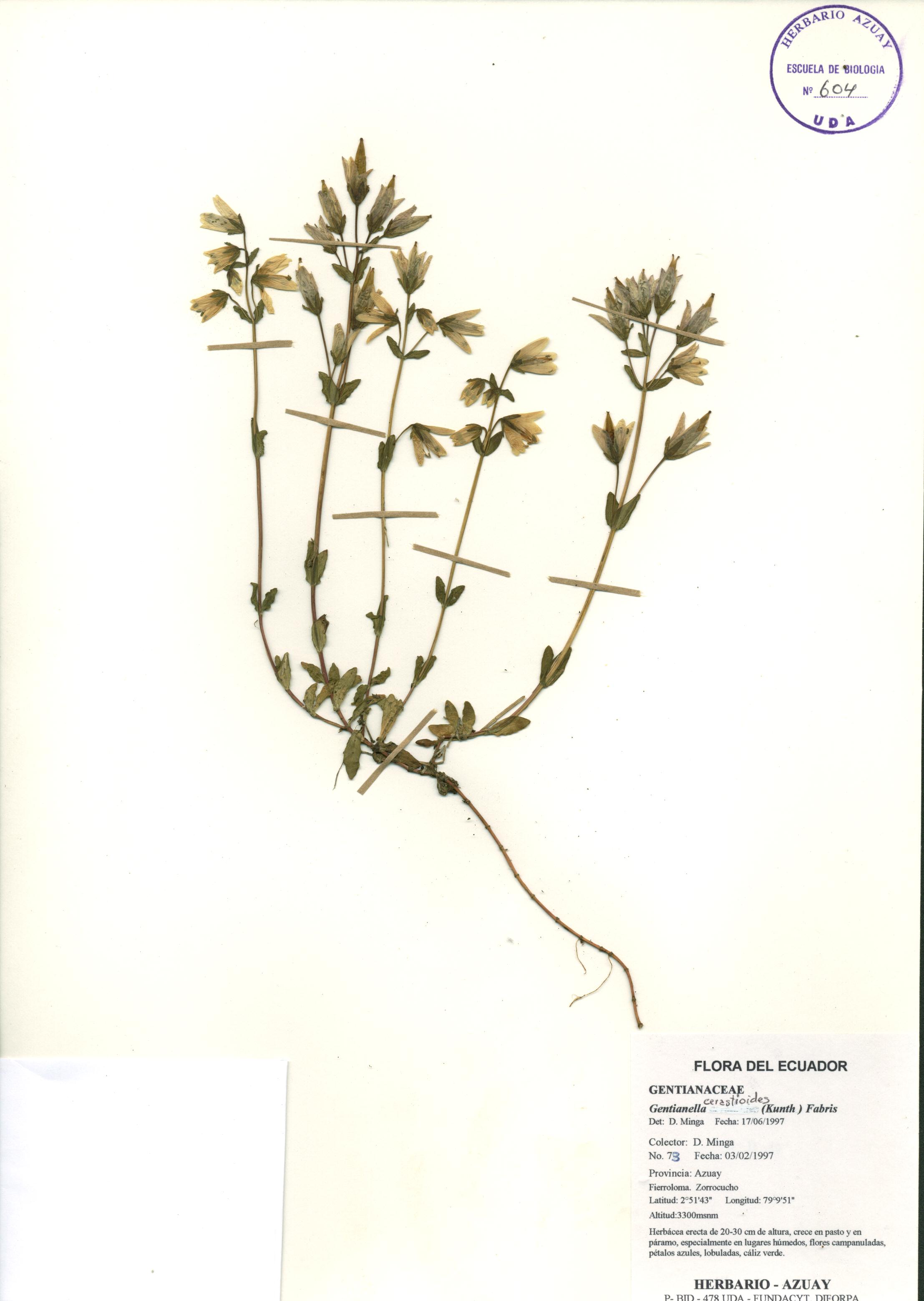 Gentianella cerastioides (Kunth) Fabris