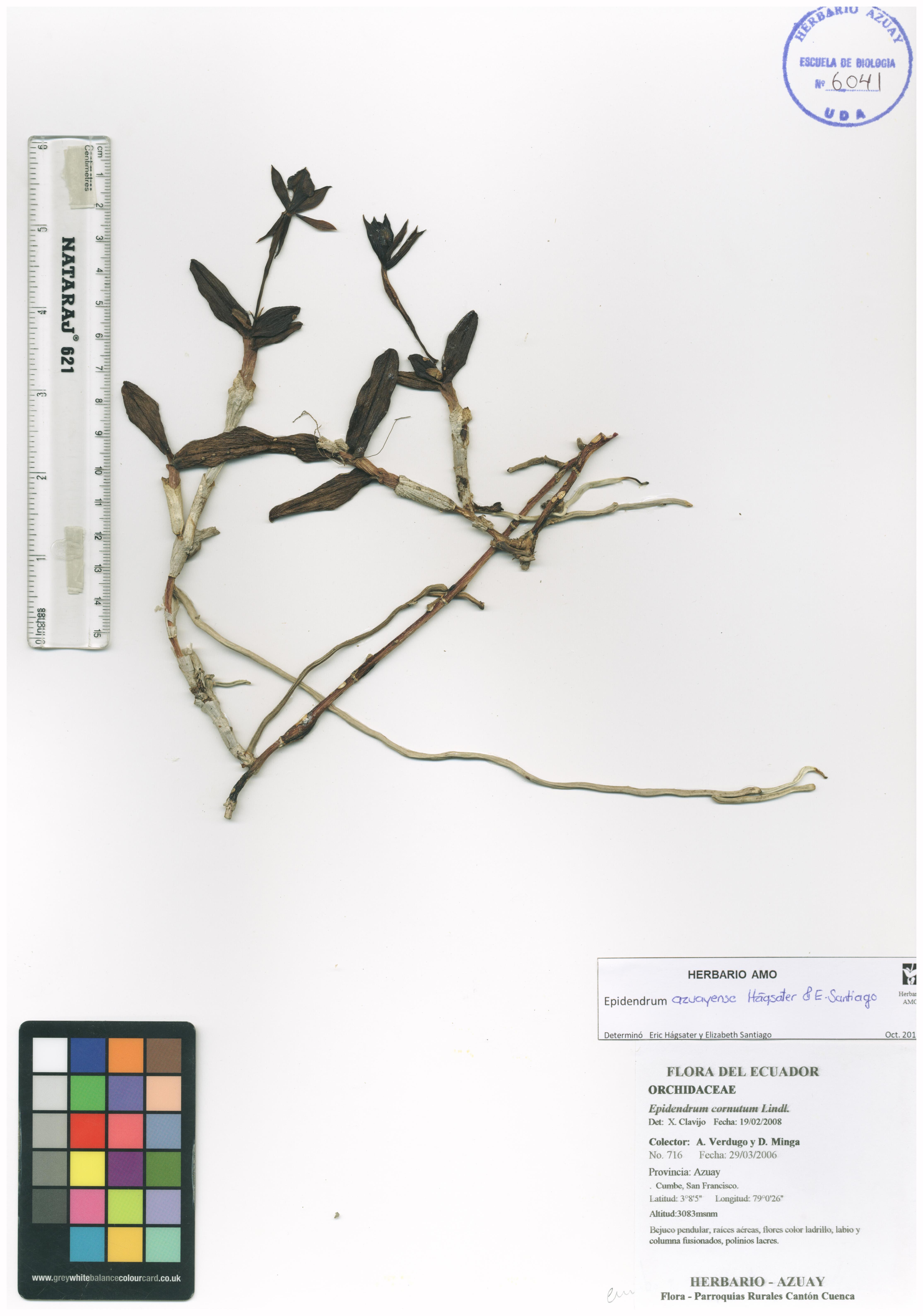 Epidendrum azuayense Hágsater & Dodson