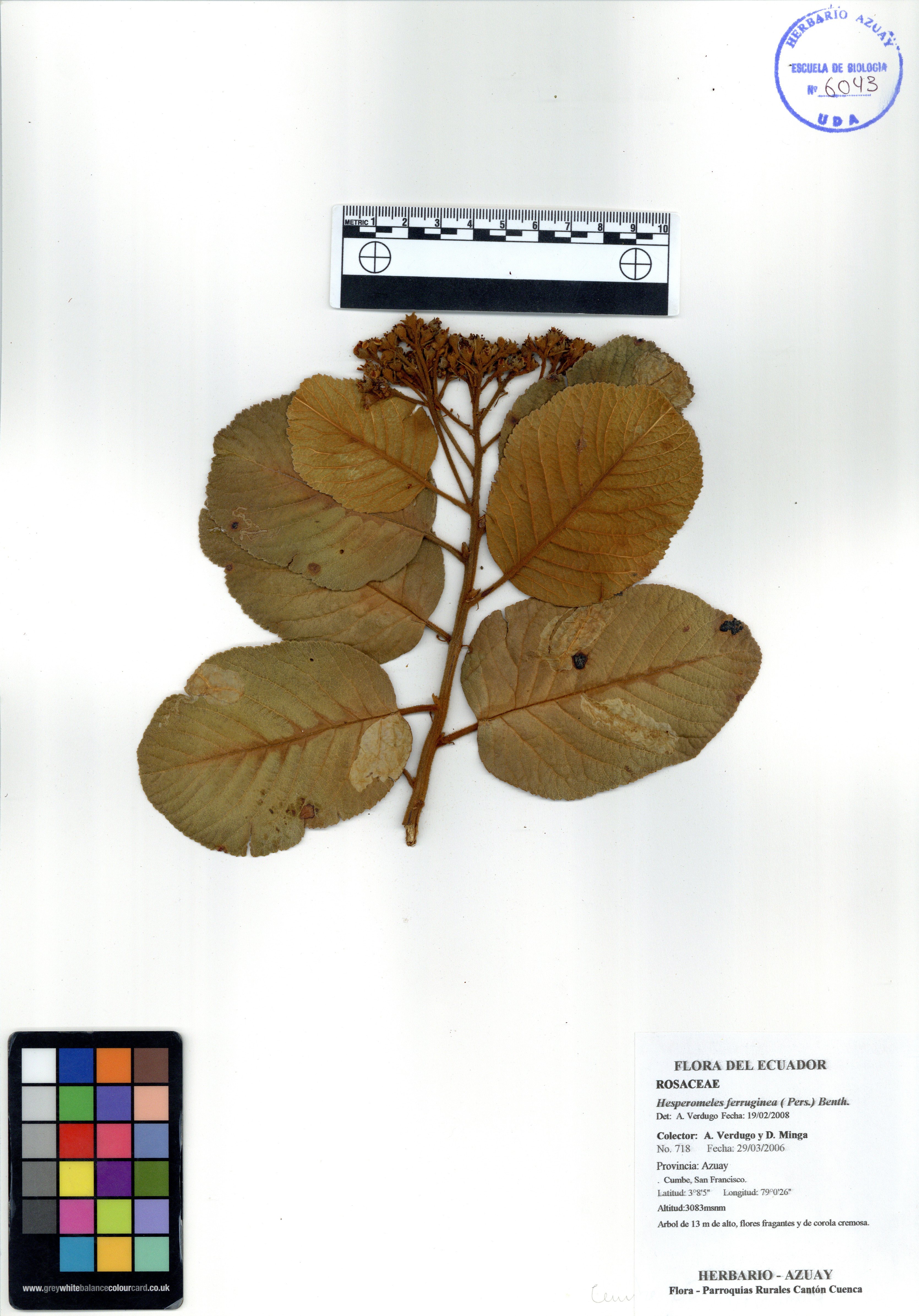 Hesperomeles ferruginea ( Pers.) Benth.