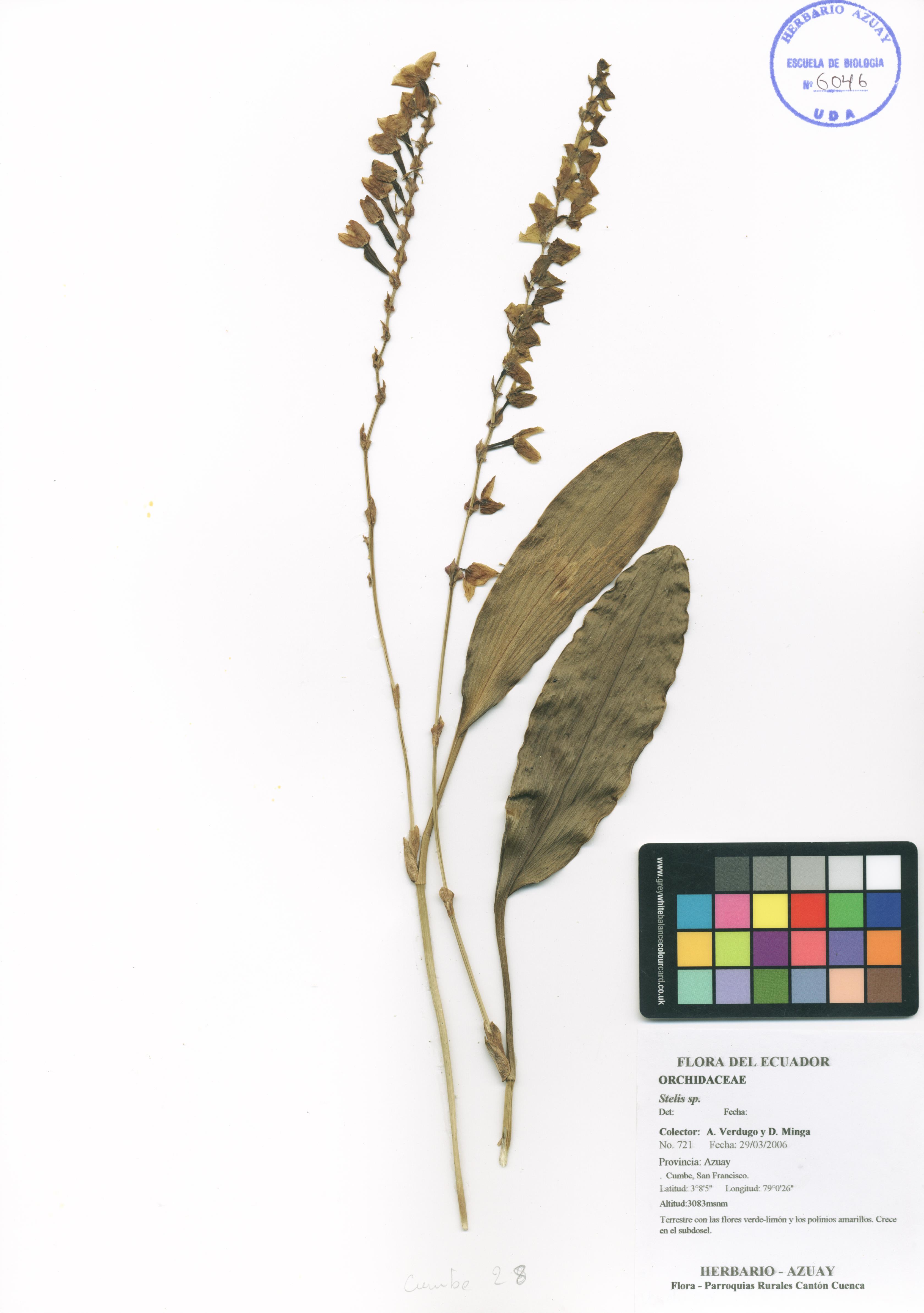 Stelis sp. SIN DETERMINAR