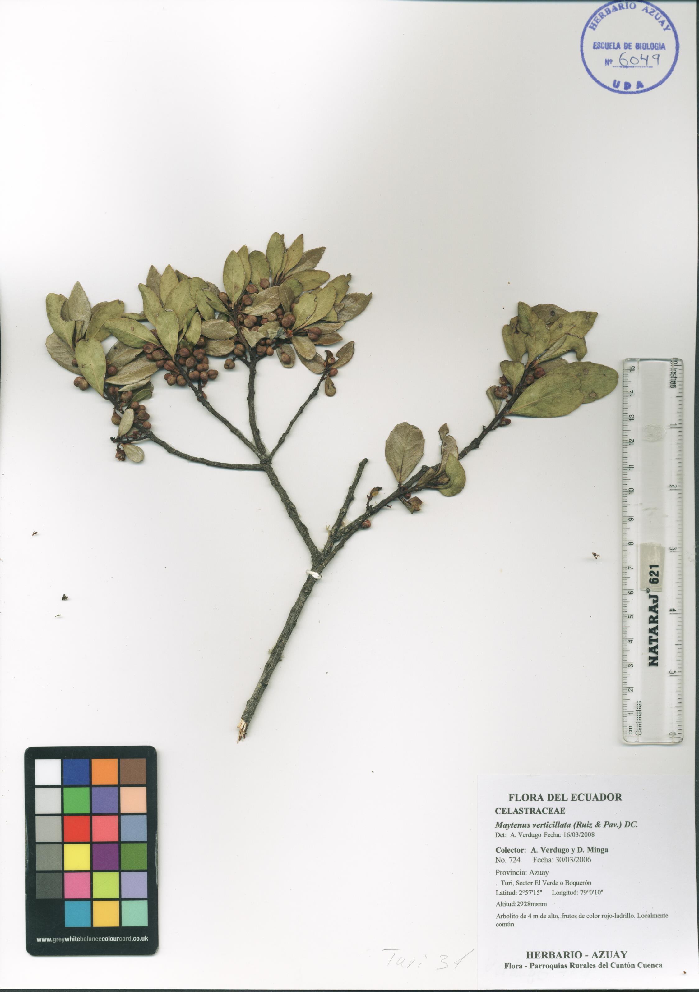 Maytenus verticillata (Ruiz & Pav.) DC.
