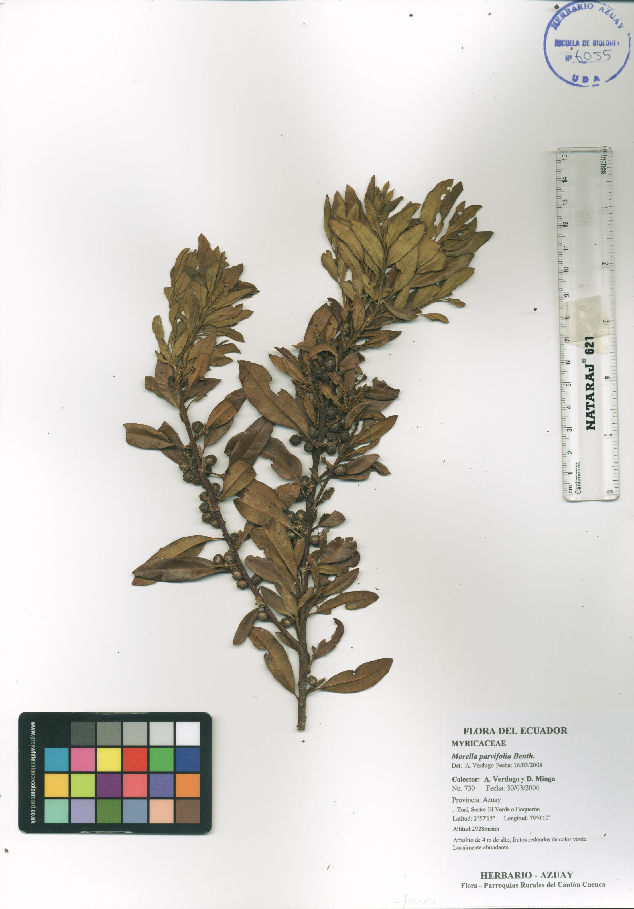 Morella parvifolia Benth.