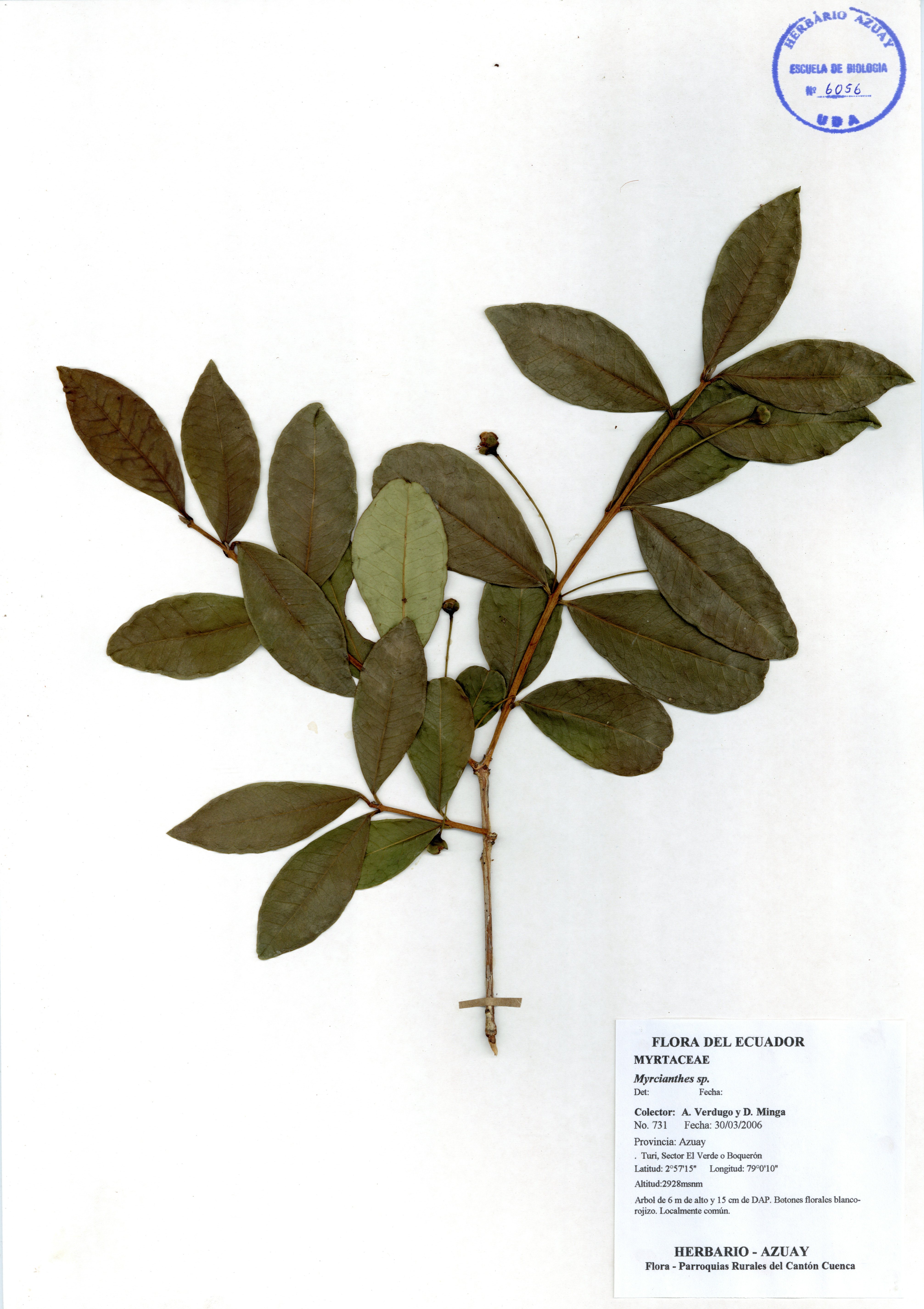 Myrcianthes sp. SIN DETERMINAR