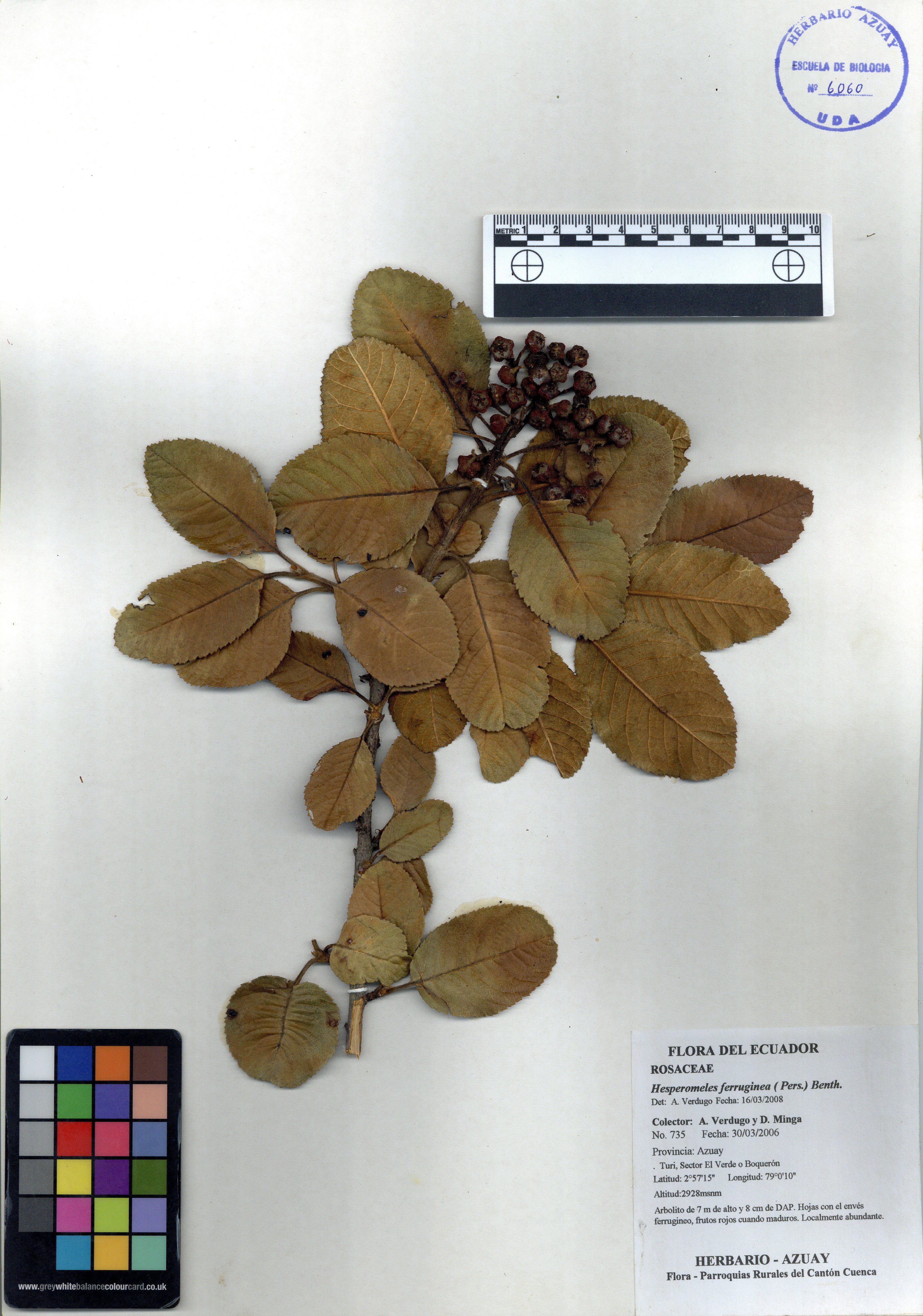 Hesperomeles ferruginea ( Pers.) Benth.