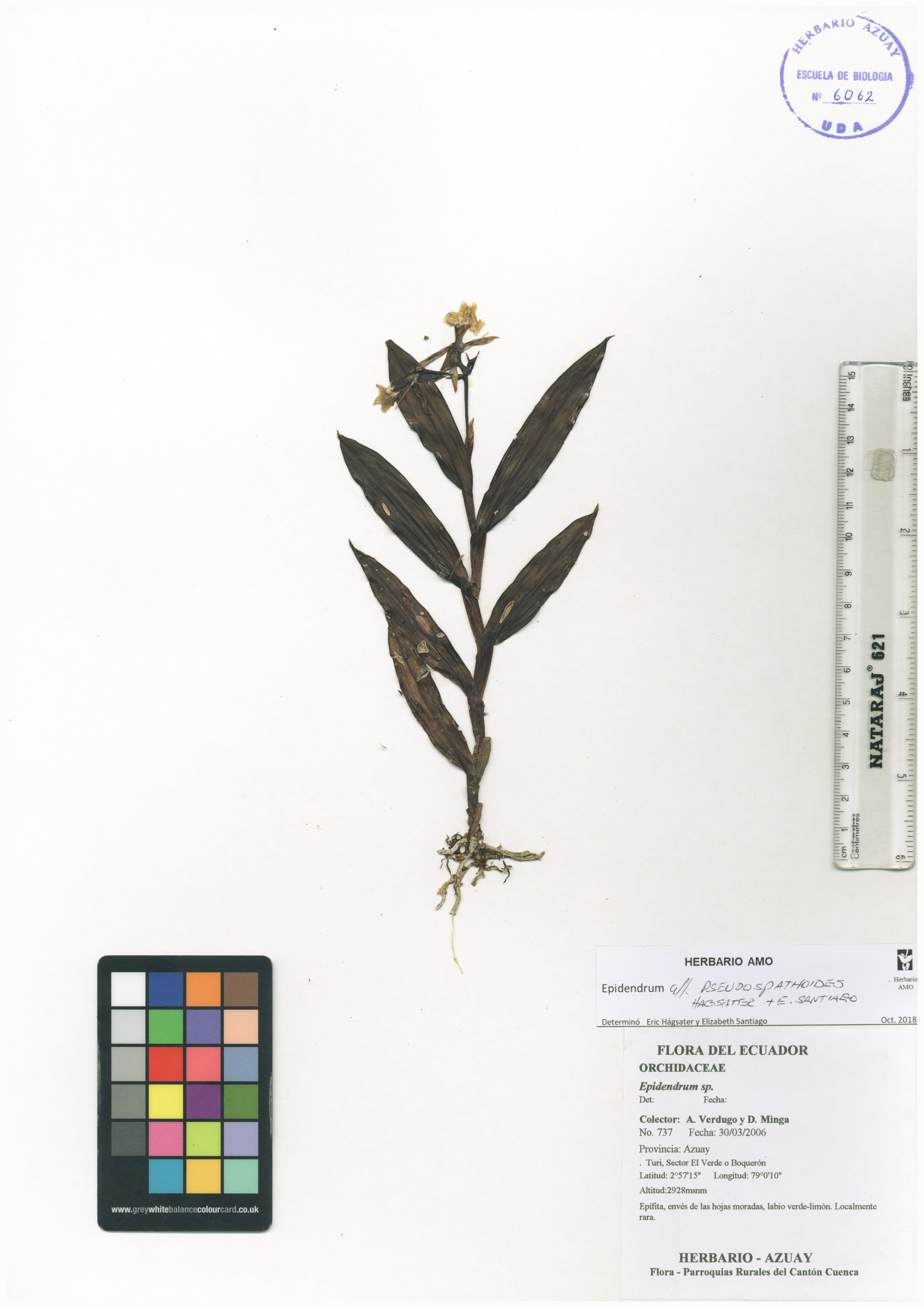 Epidendrum pseudospathoides Hágsater & E. Santiago
