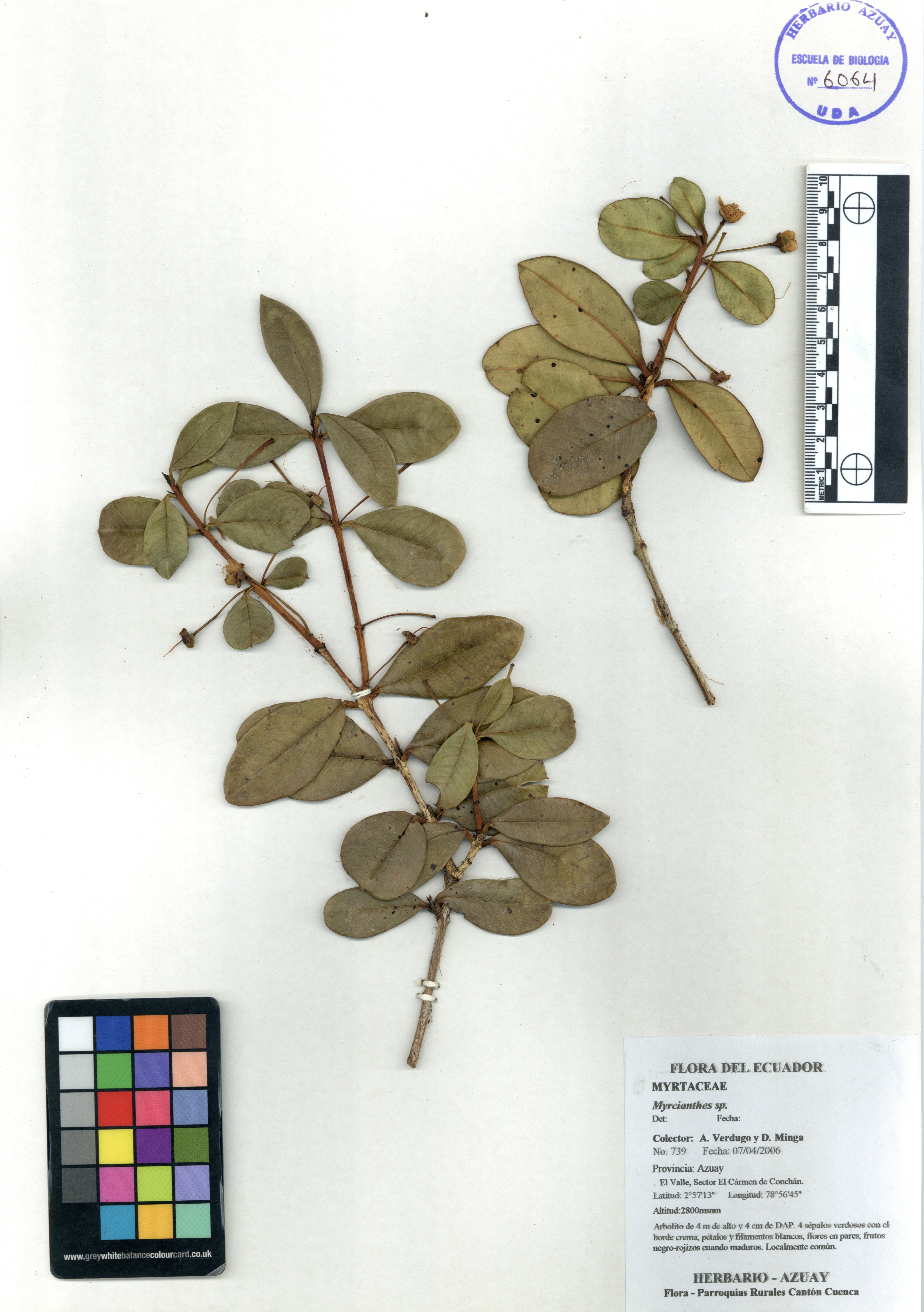 Myrcianthes sp. SIN DETERMINAR
