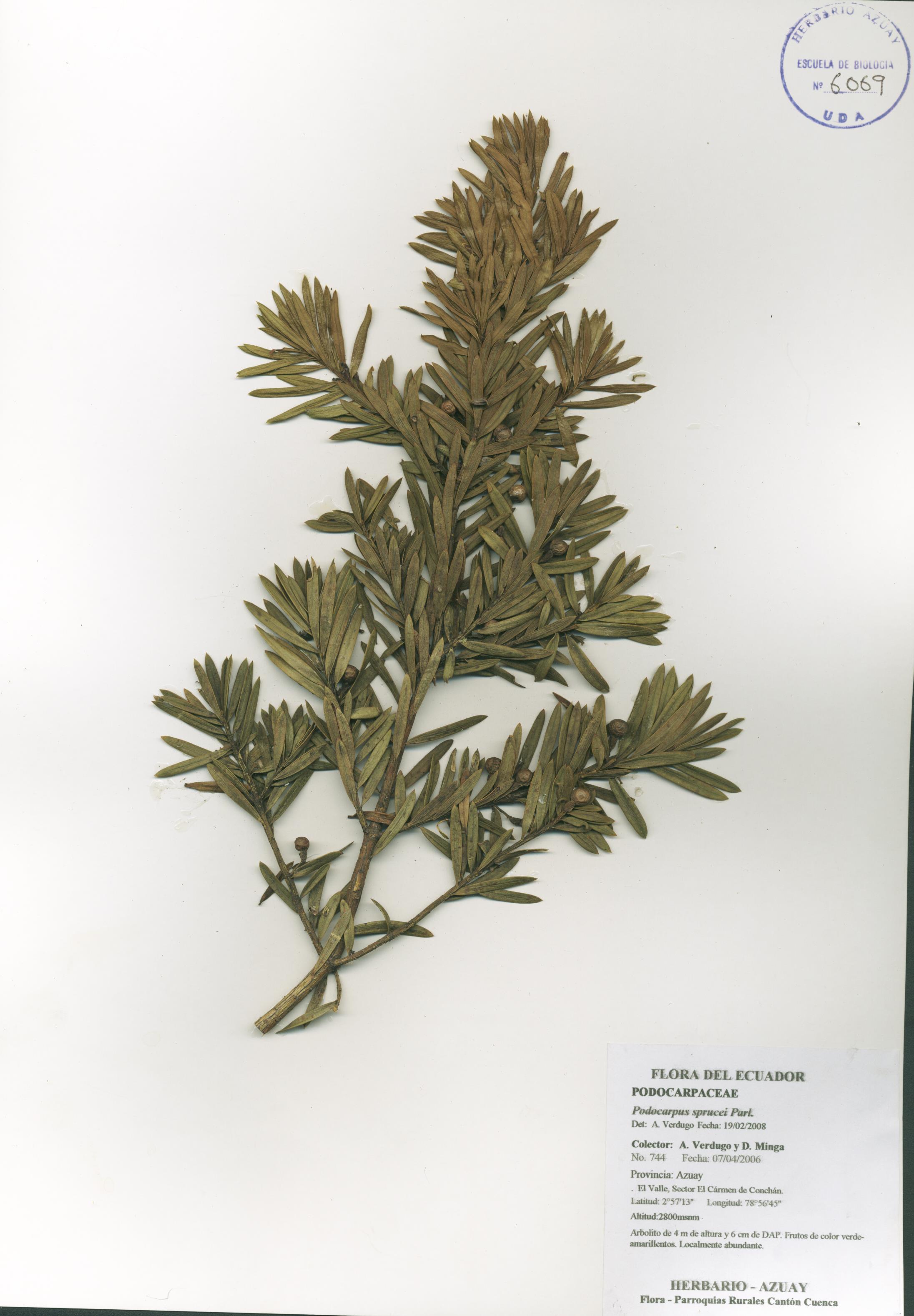 Podocarpus sprucei Parl.