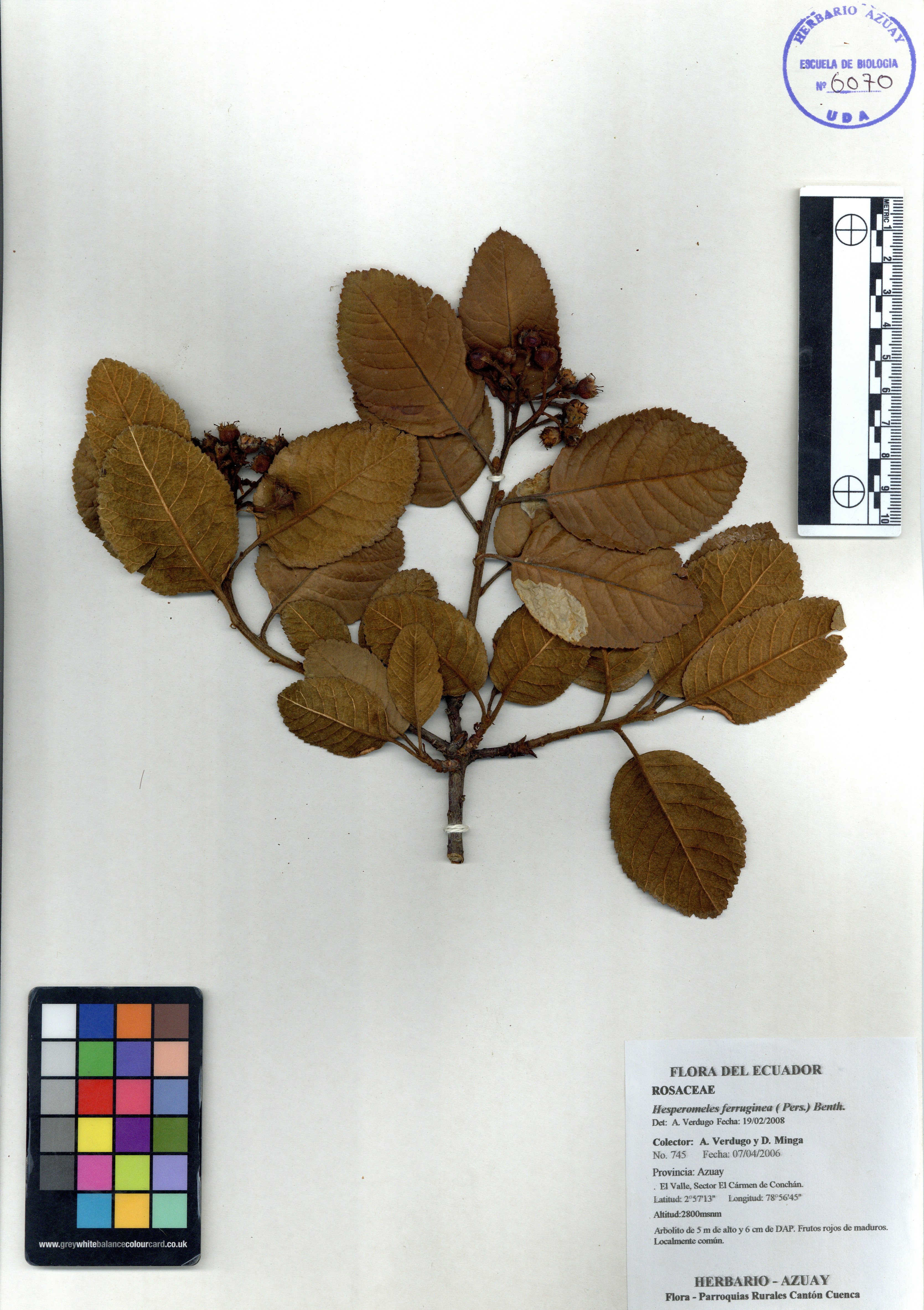 Hesperomeles ferruginea ( Pers.) Benth.