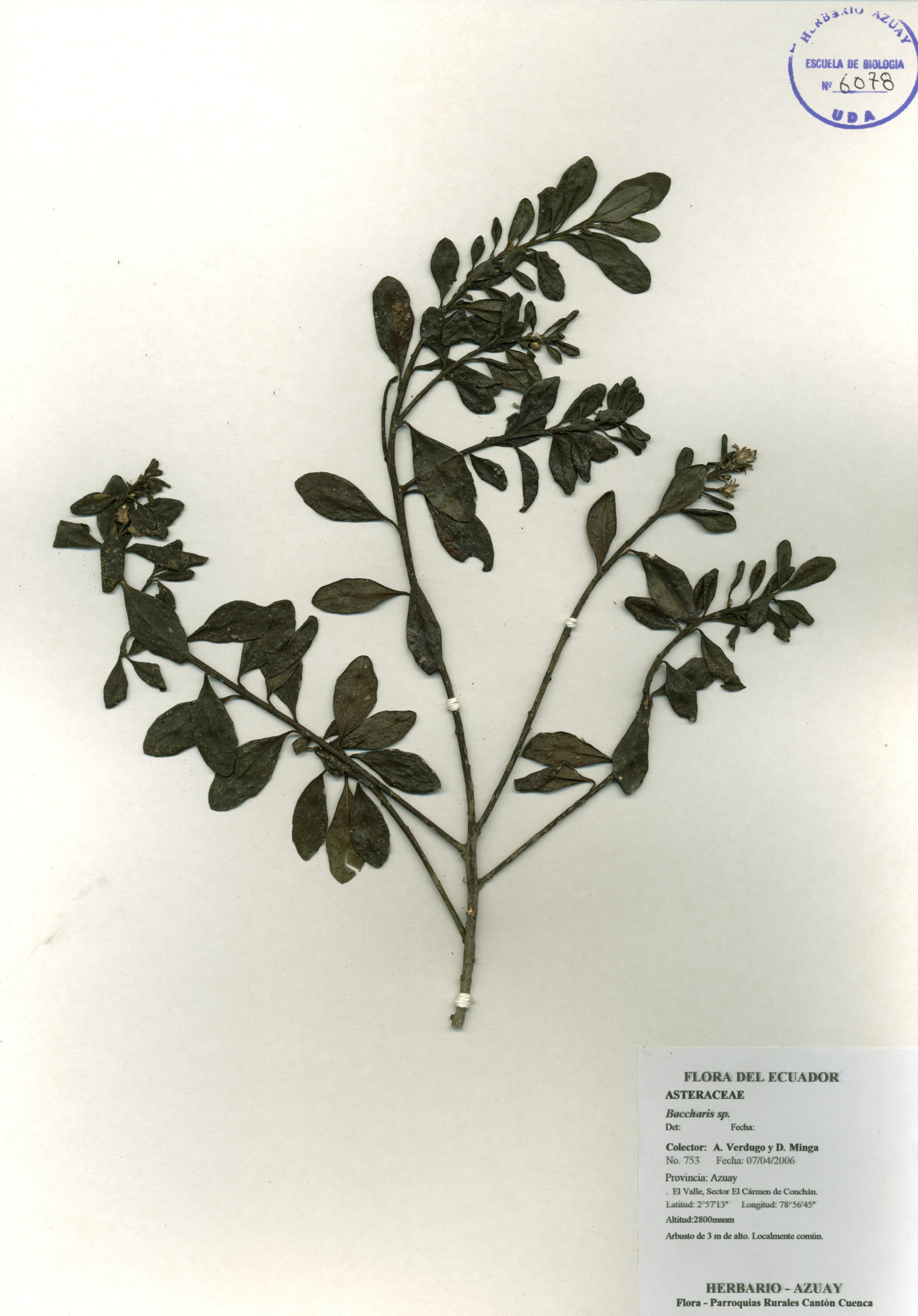 Baccharis sp. SIN DETERMINAR