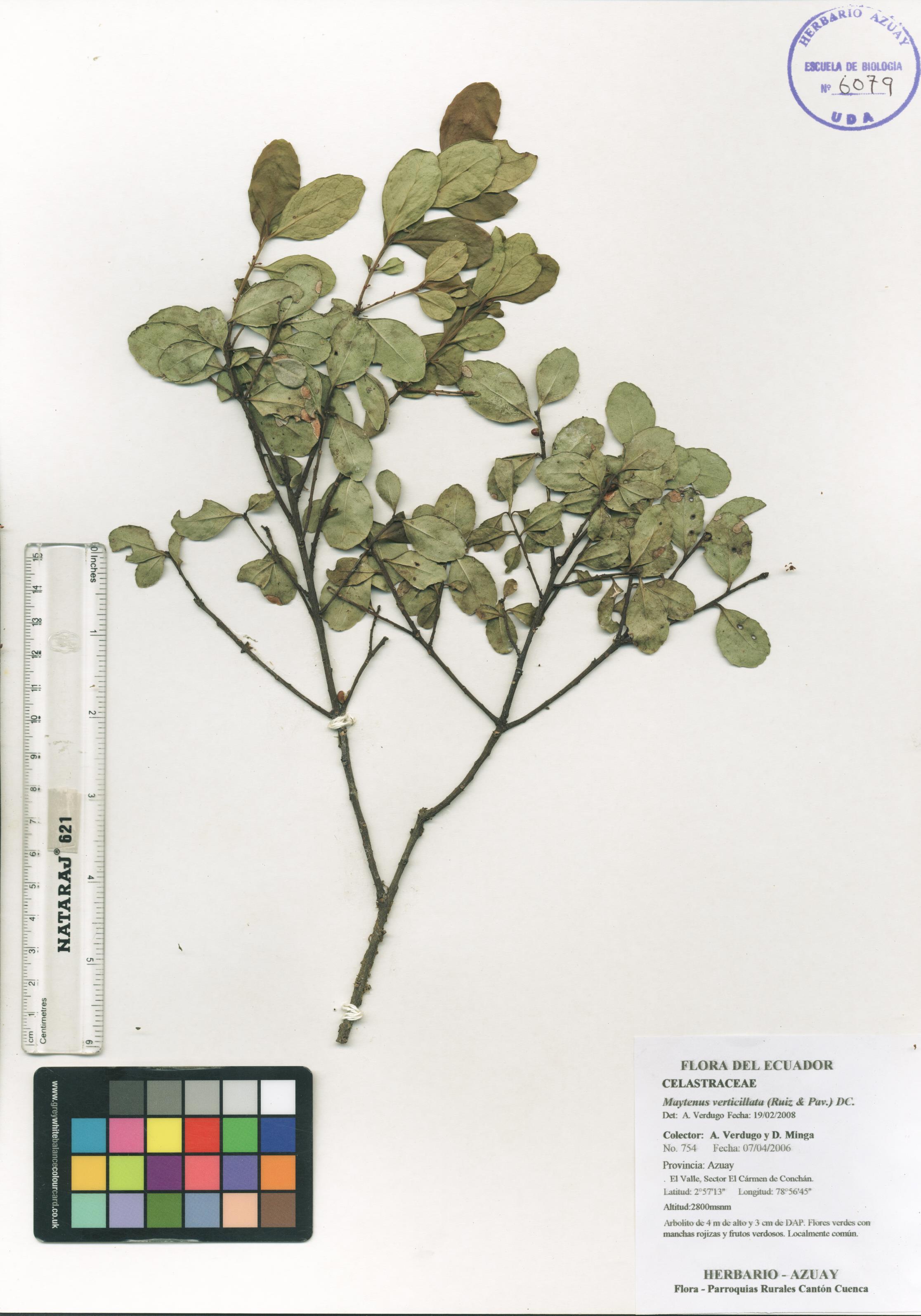 Maytenus verticillata (Ruiz & Pav.) DC.