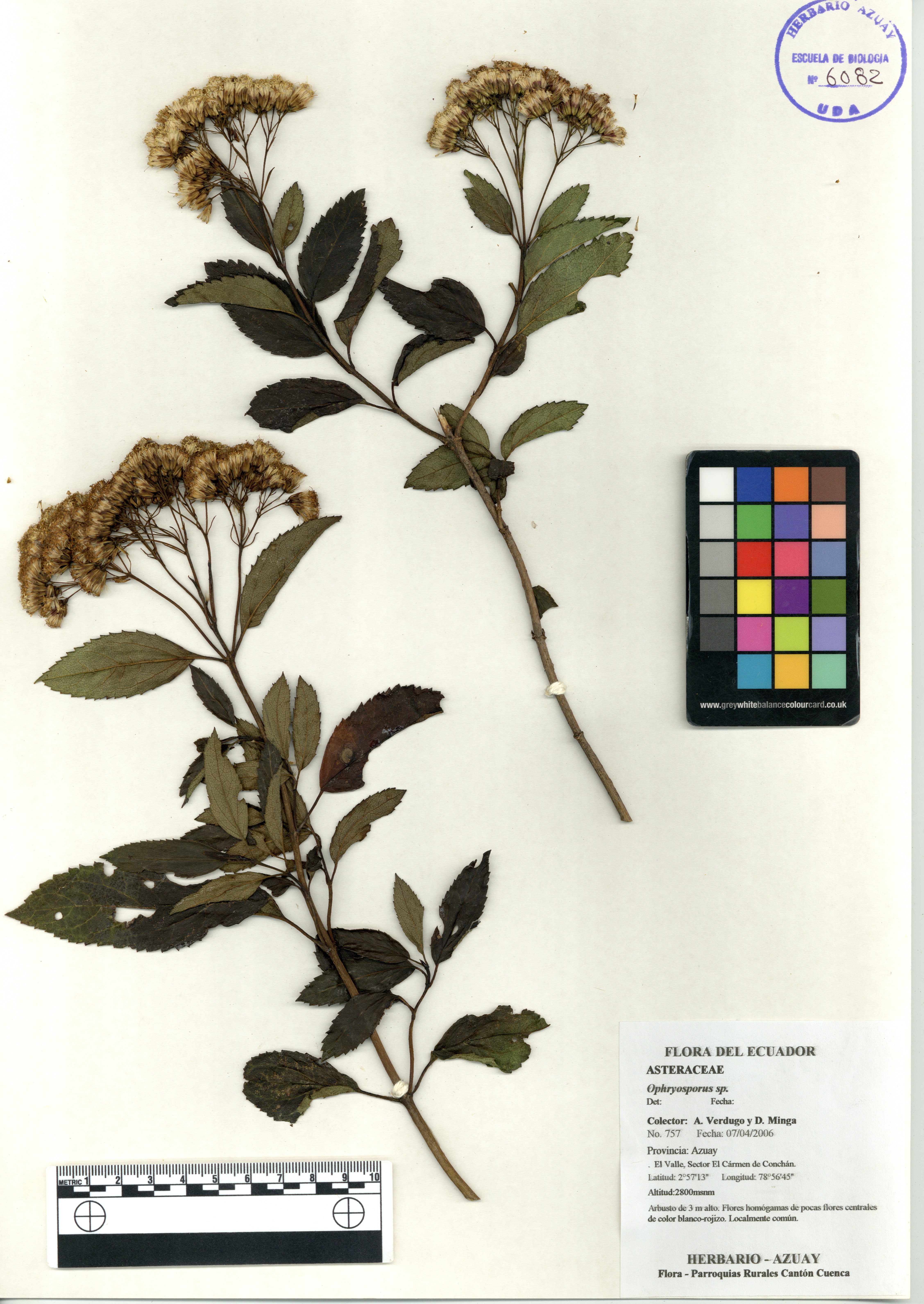 Ophryosporus sp. SIN DETERMINAR