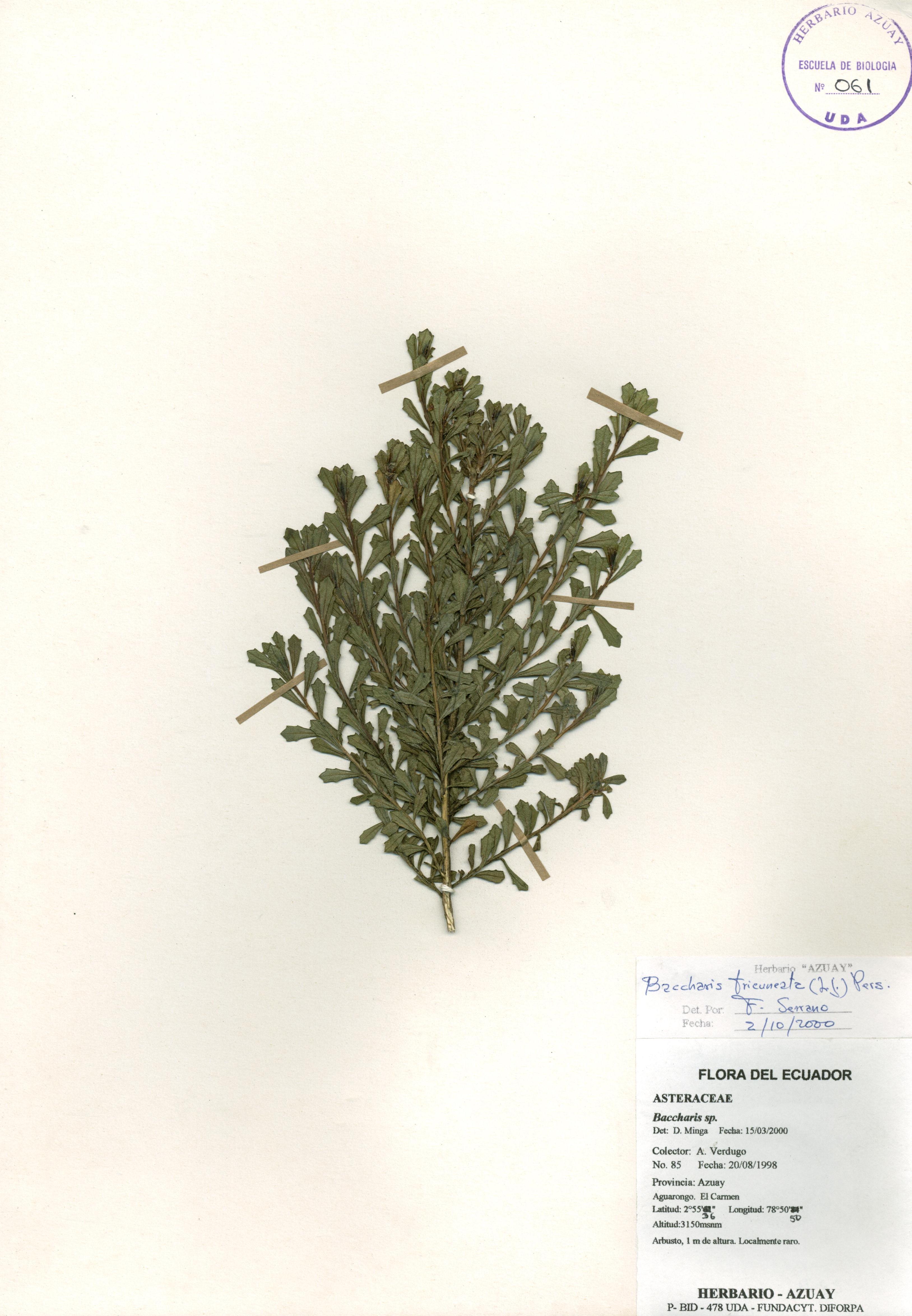Baccharis tricuneata (L. f.) Pers.
