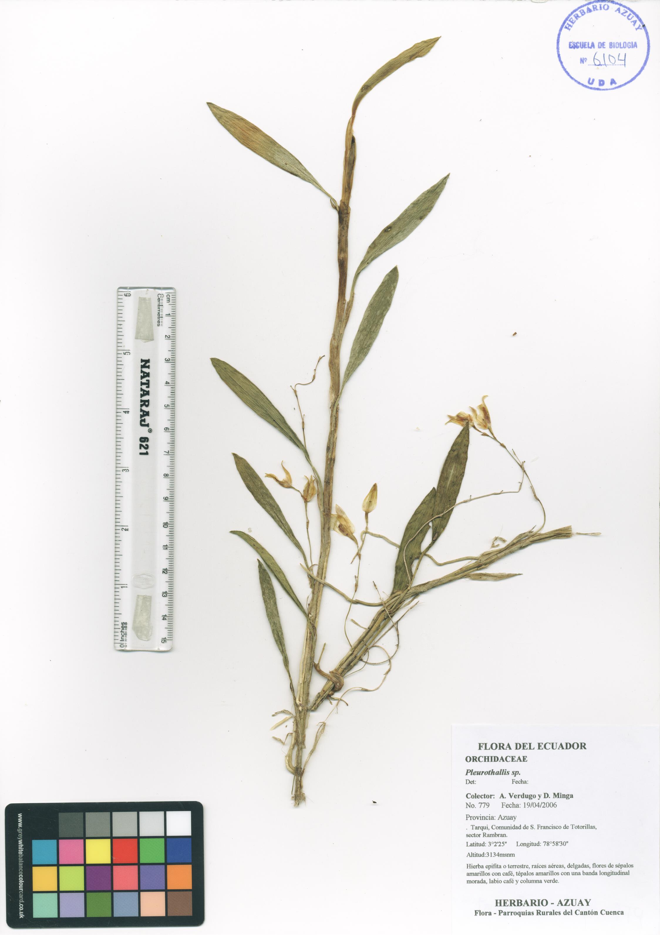 Pleurothallis sp. SIN DETERMINAR