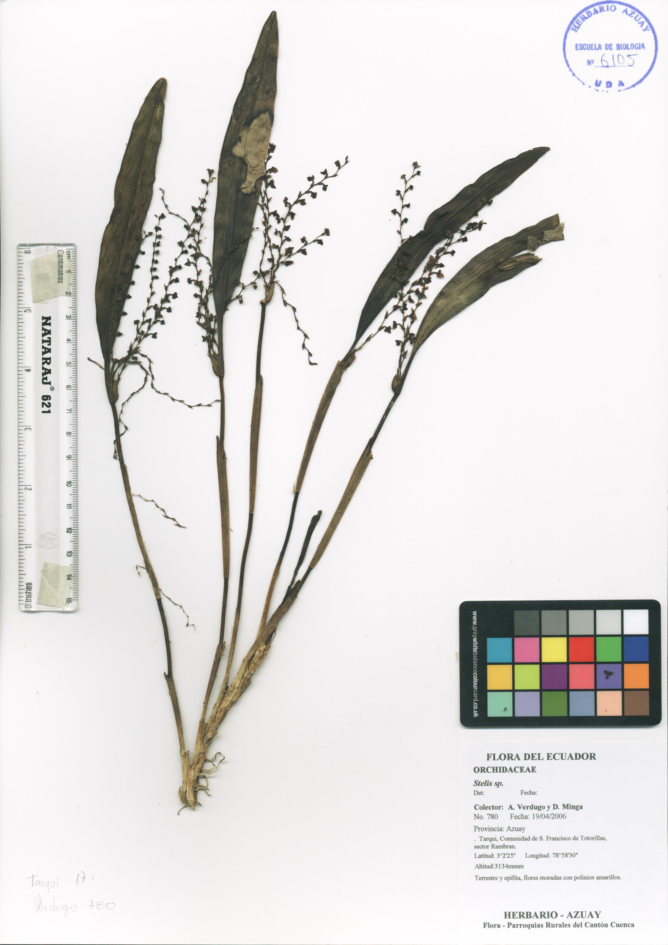 Stelis sp. SIN DETERMINAR