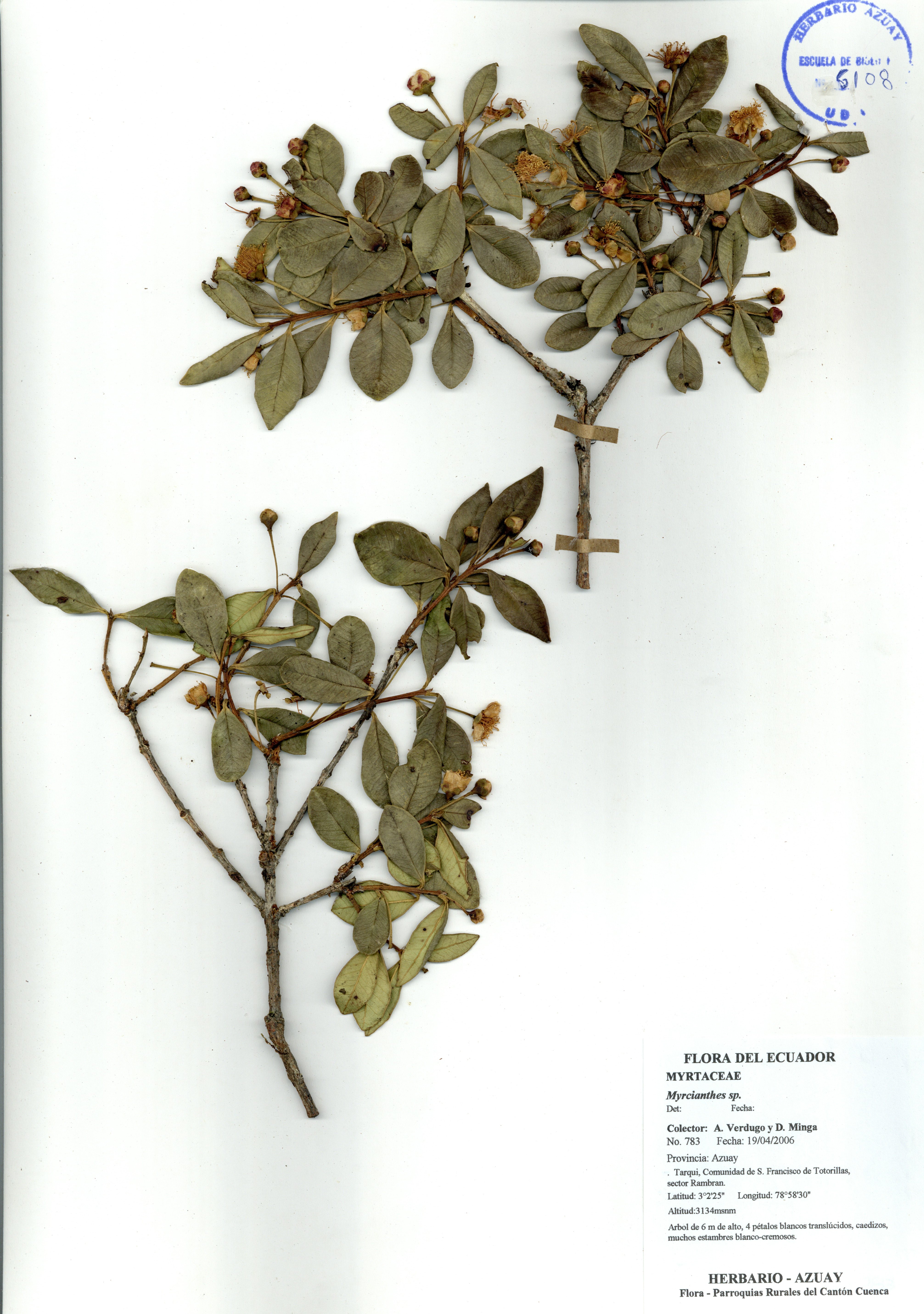 Myrcianthes sp. SIN DETERMINAR