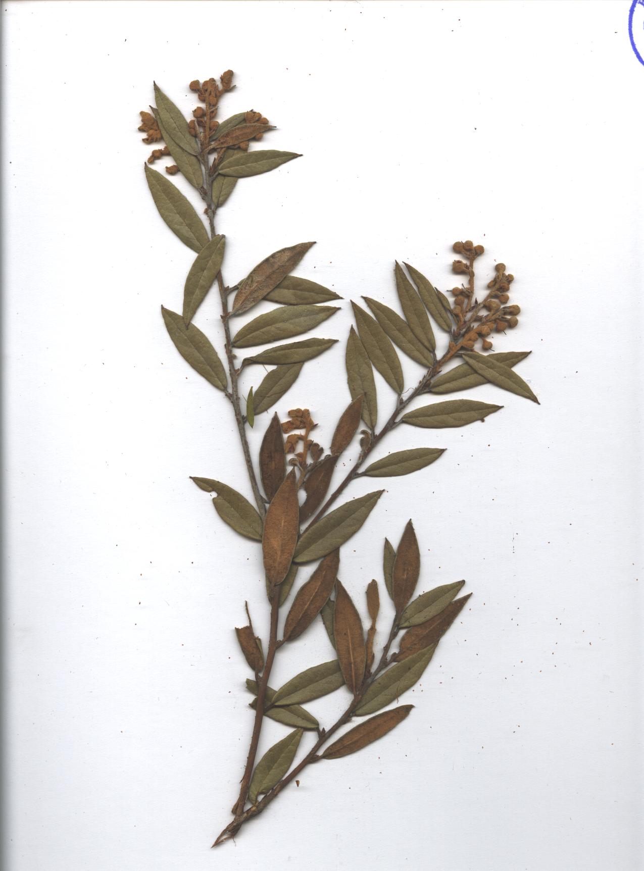 Gaultheria tomentosa Kunth