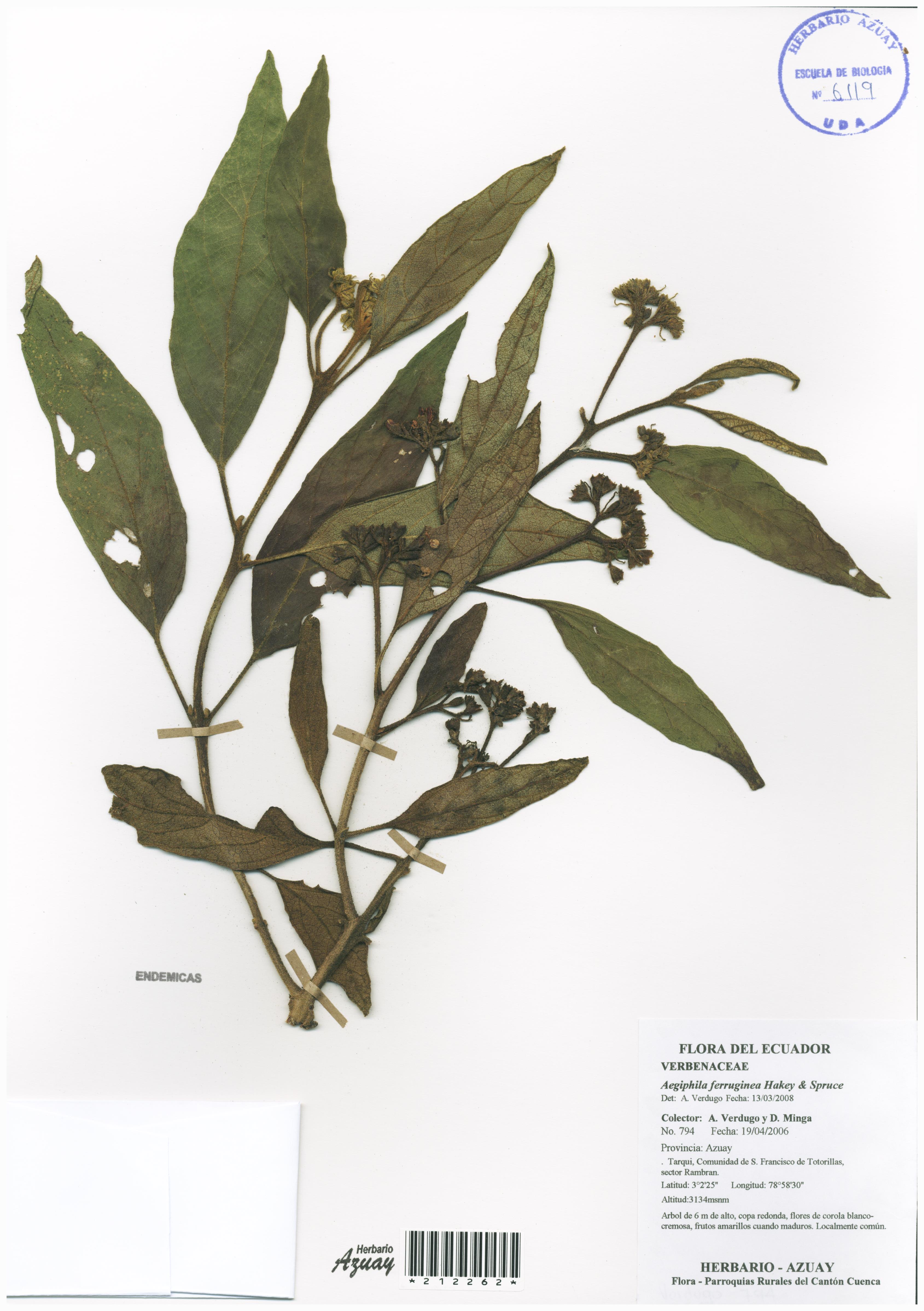 Aegiphila ferruginea Hakey & Spruce