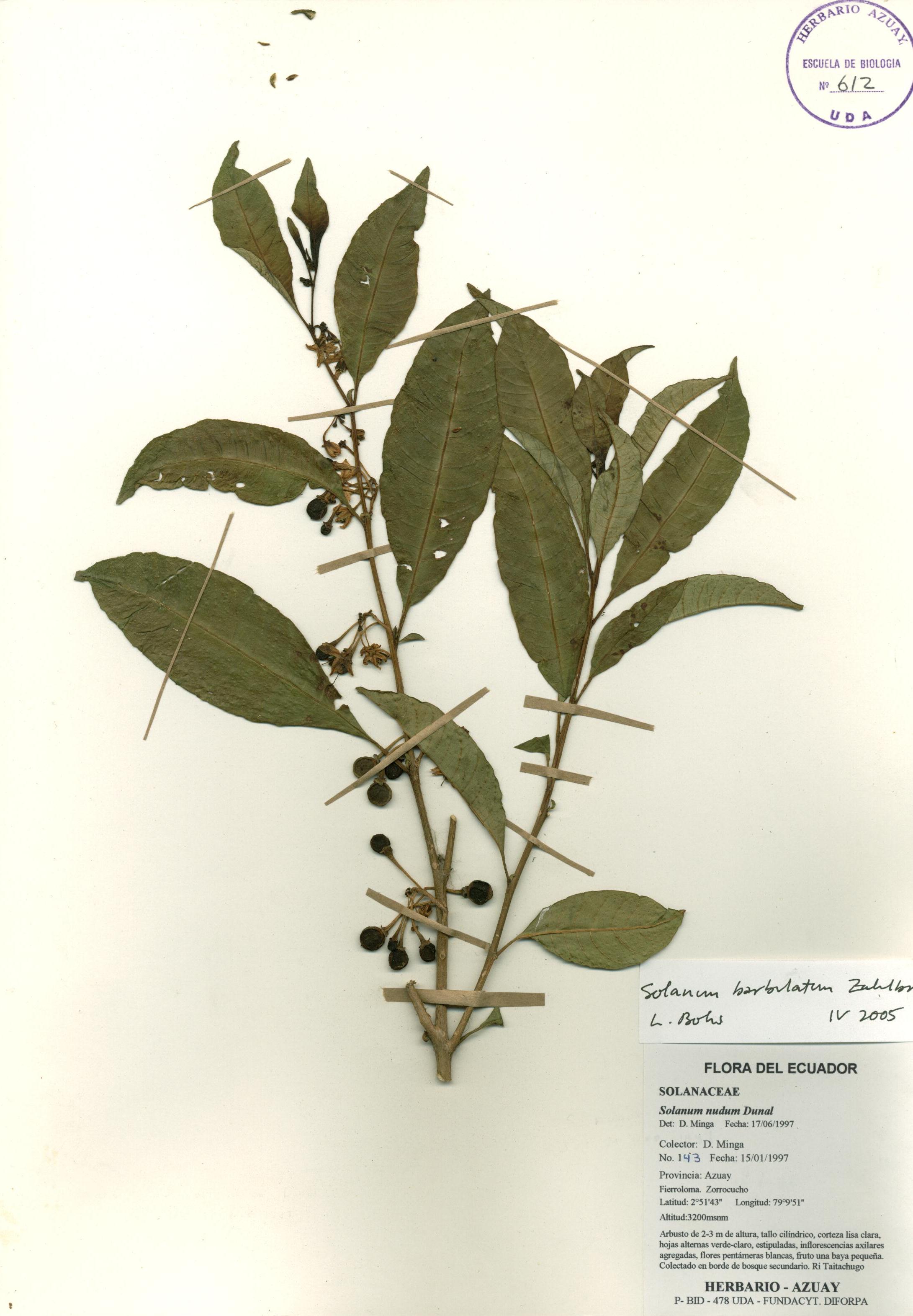 Solanum barbulatum Zahlbr.