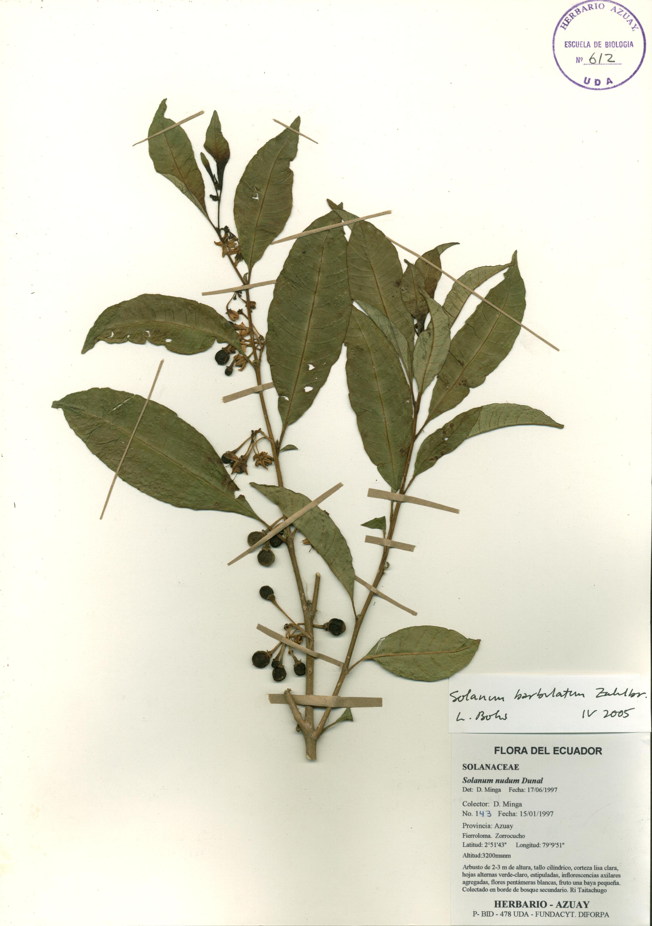 Solanum barbulatum Zahlbr.
