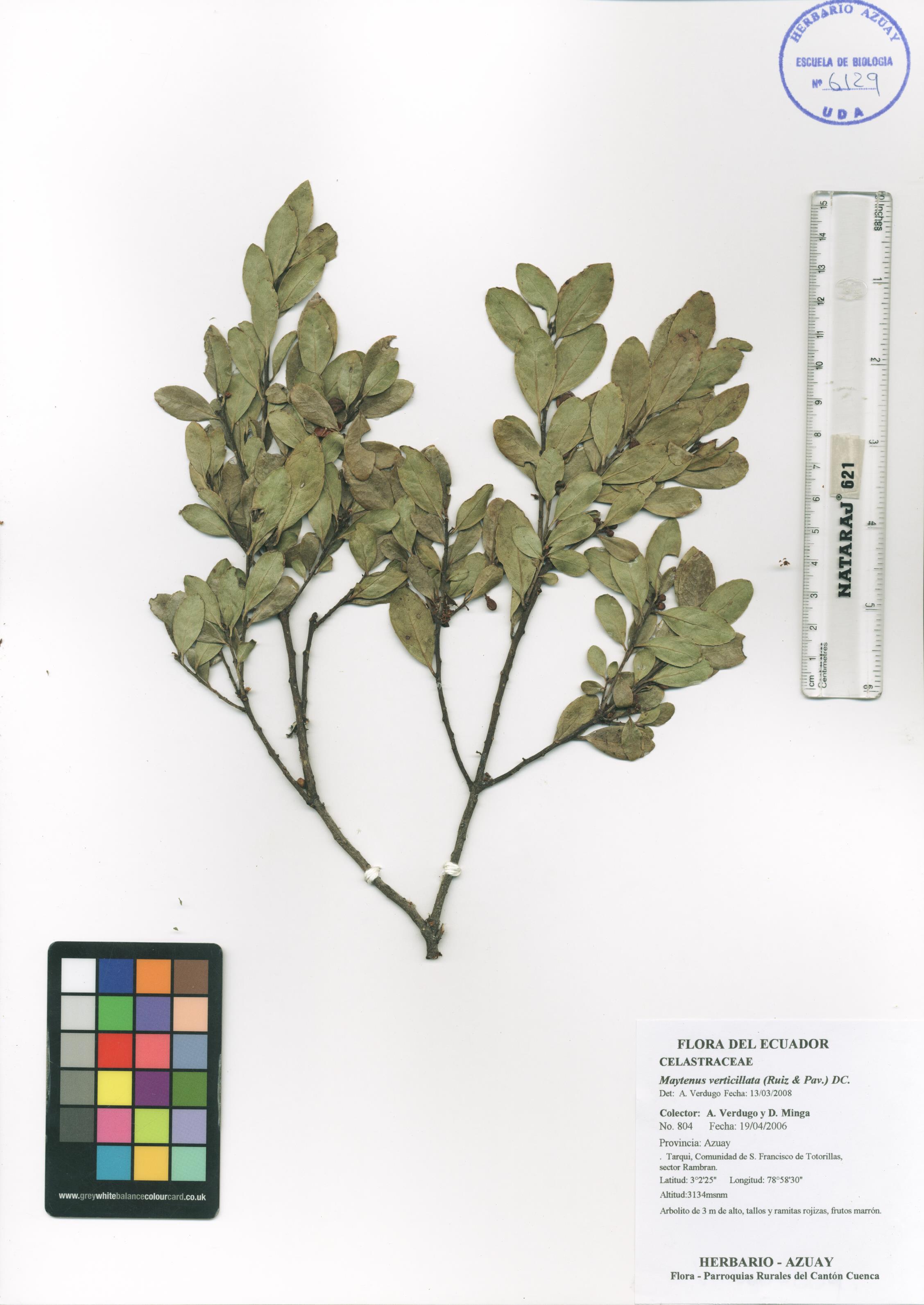 Maytenus verticillata (Ruiz & Pav.) DC.