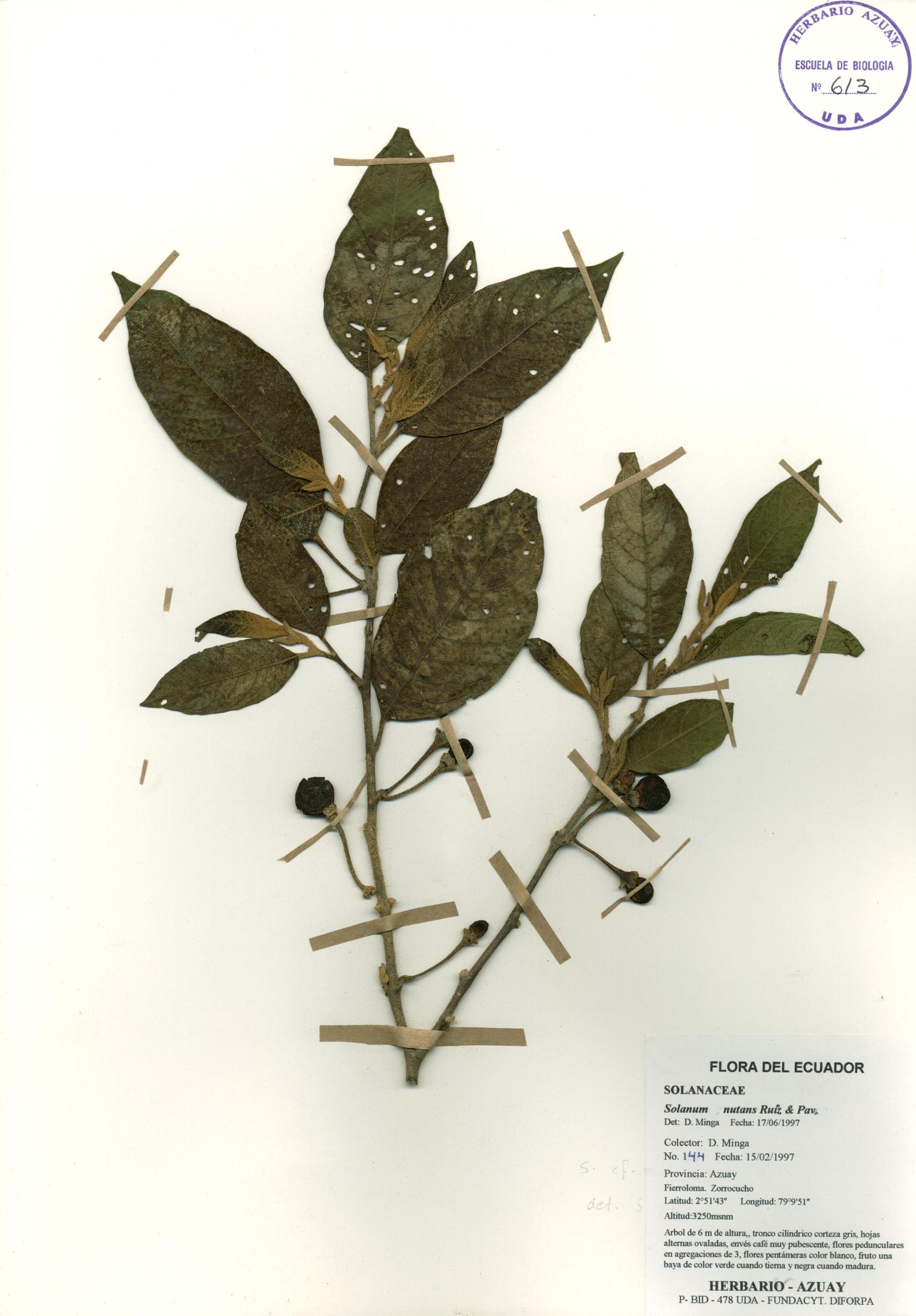 Solanum nutans Ruiz & Pav.