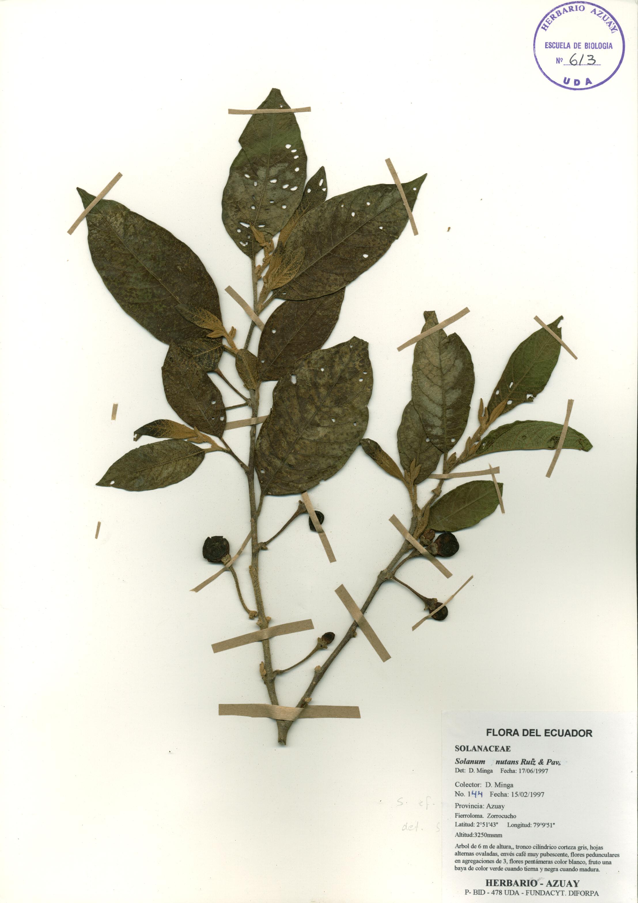 Solanum nutans Ruiz & Pav.