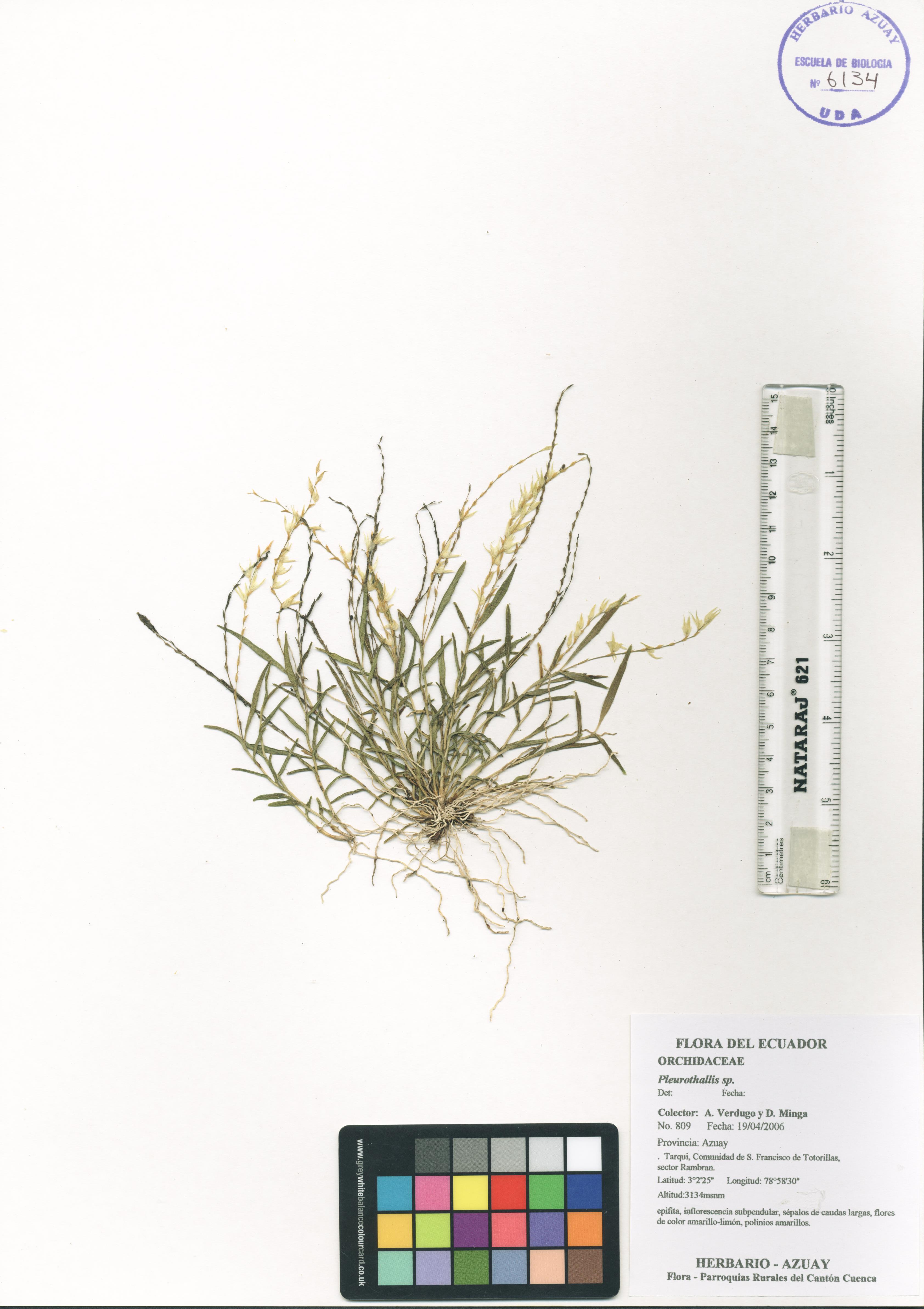 Pleurothallis sp. SIN DETERMINAR