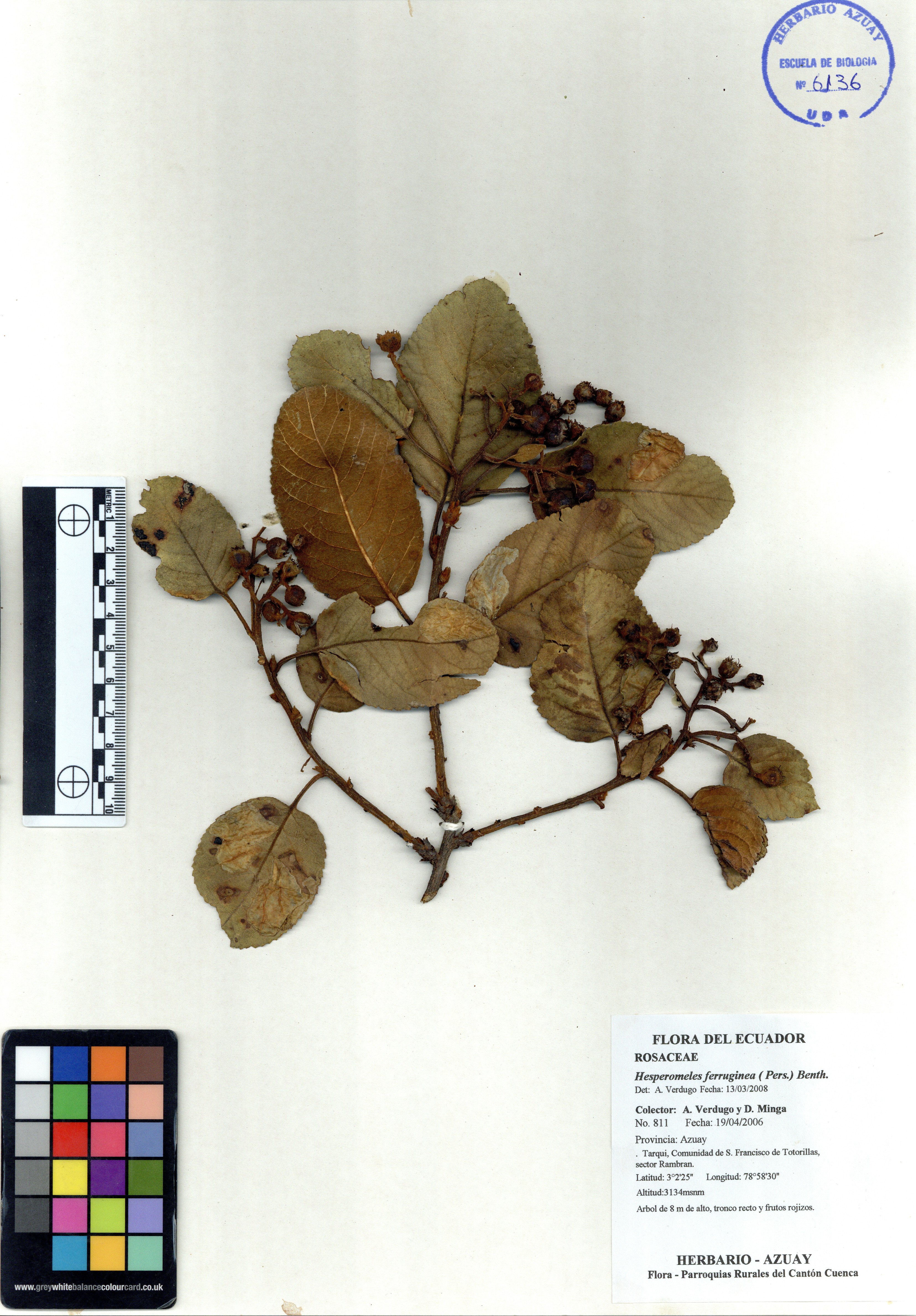 Hesperomeles ferruginea ( Pers.) Benth.