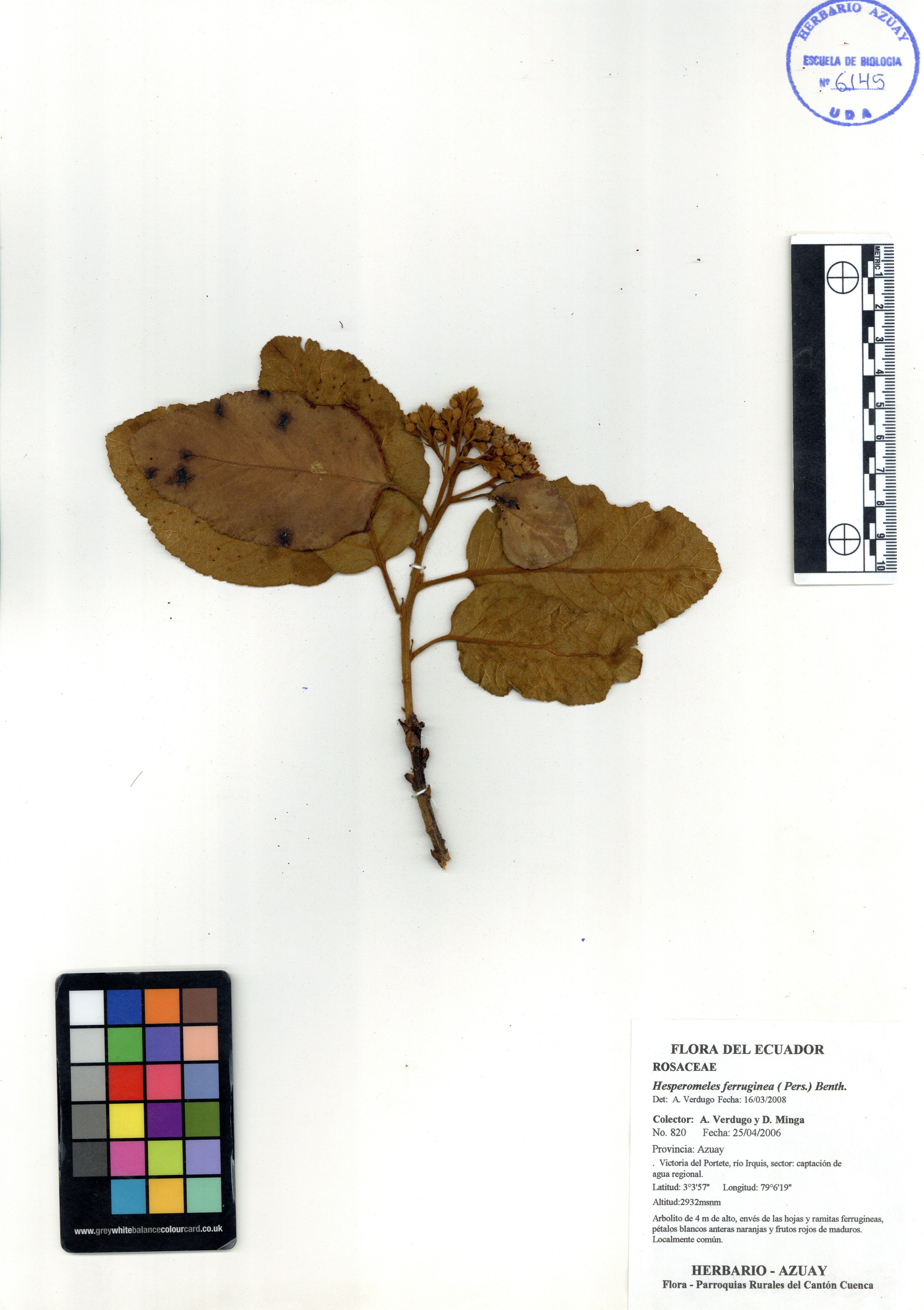 Hesperomeles ferruginea ( Pers.) Benth.