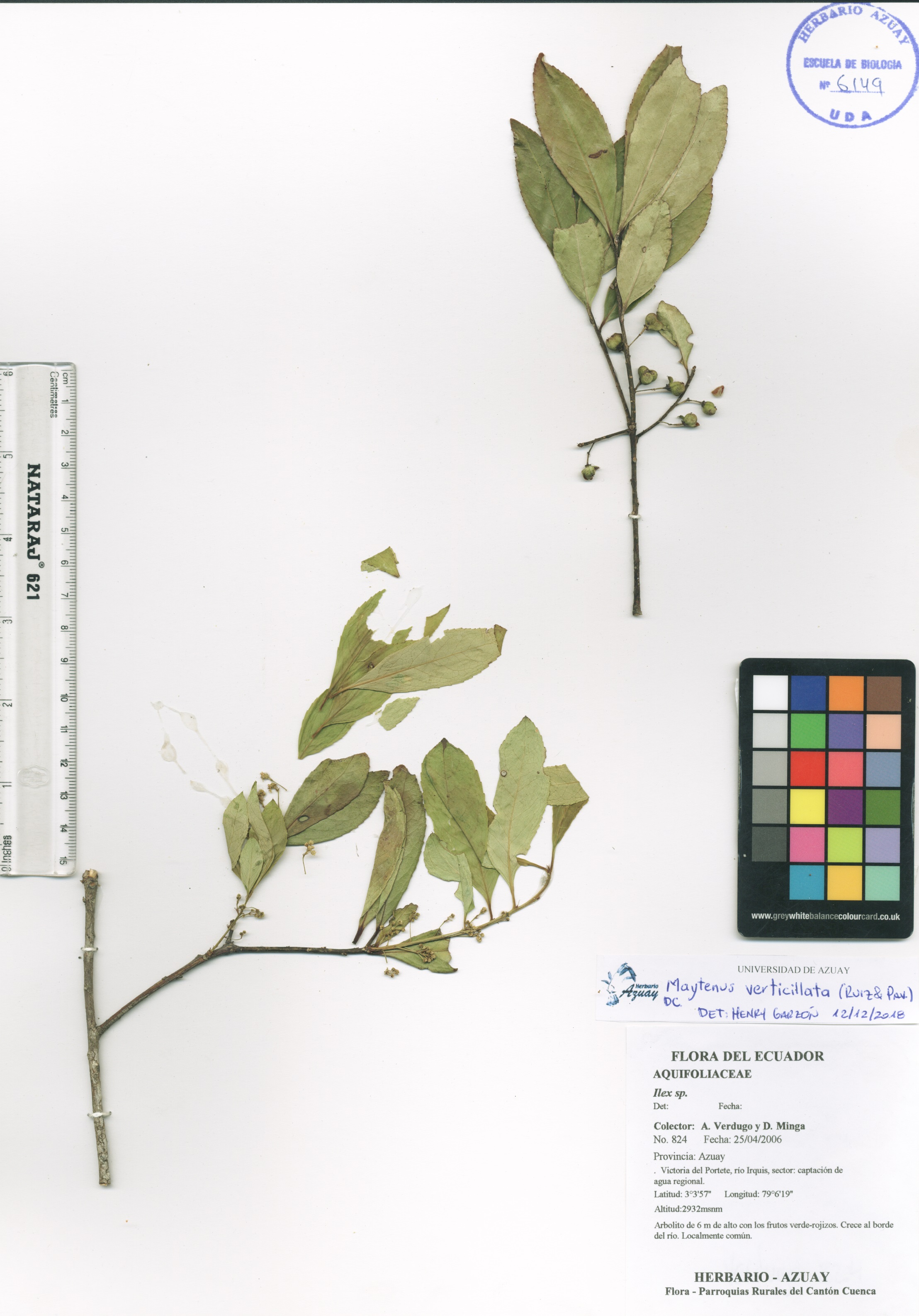 Maytenus verticillata (Ruiz & Pav.) DC.