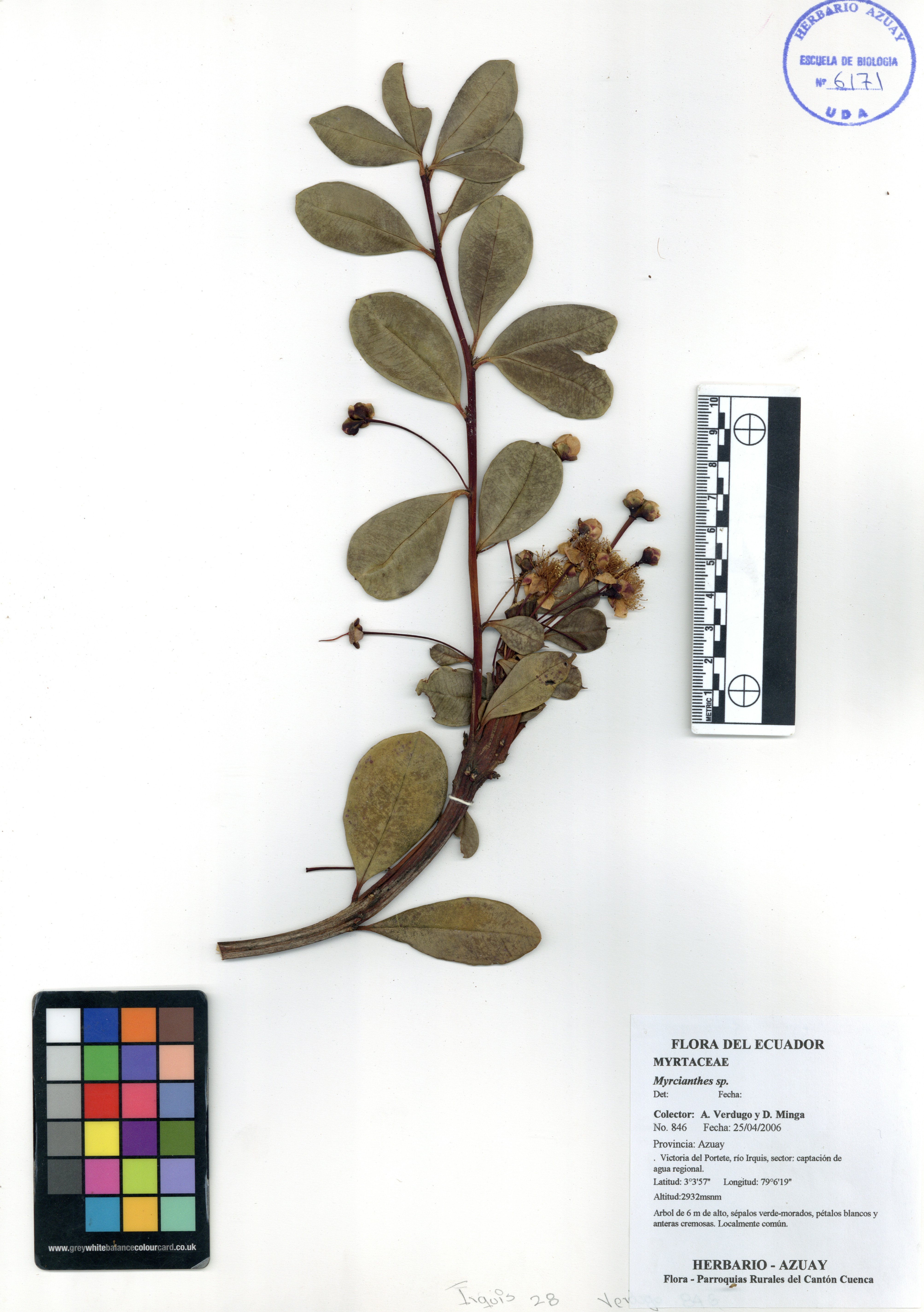 Myrcianthes sp. SIN DETERMINAR