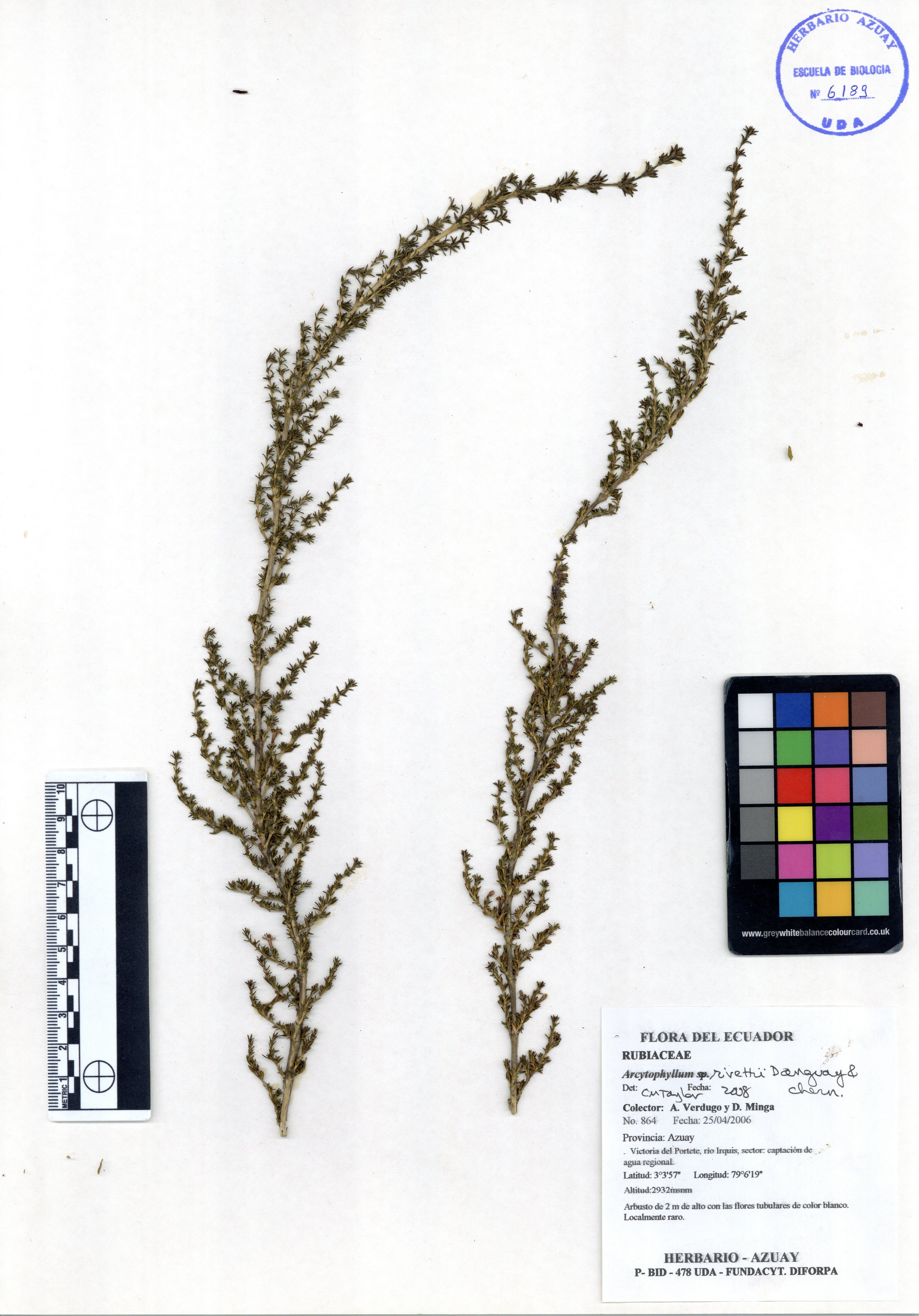 Arcytophyllum rivetii Danguy & Cherm.