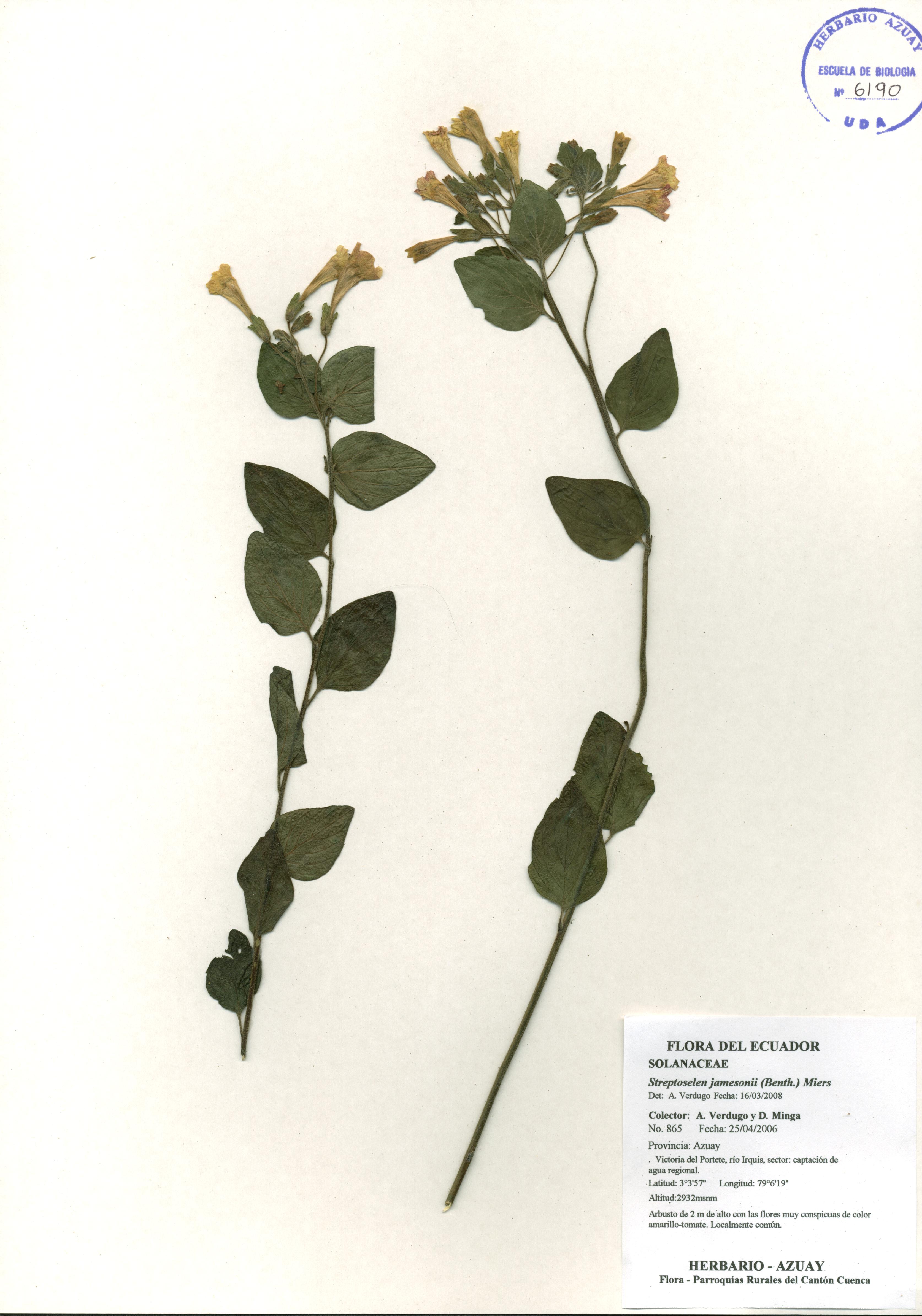 Streptosolen jamesonii (Benth.) Miers