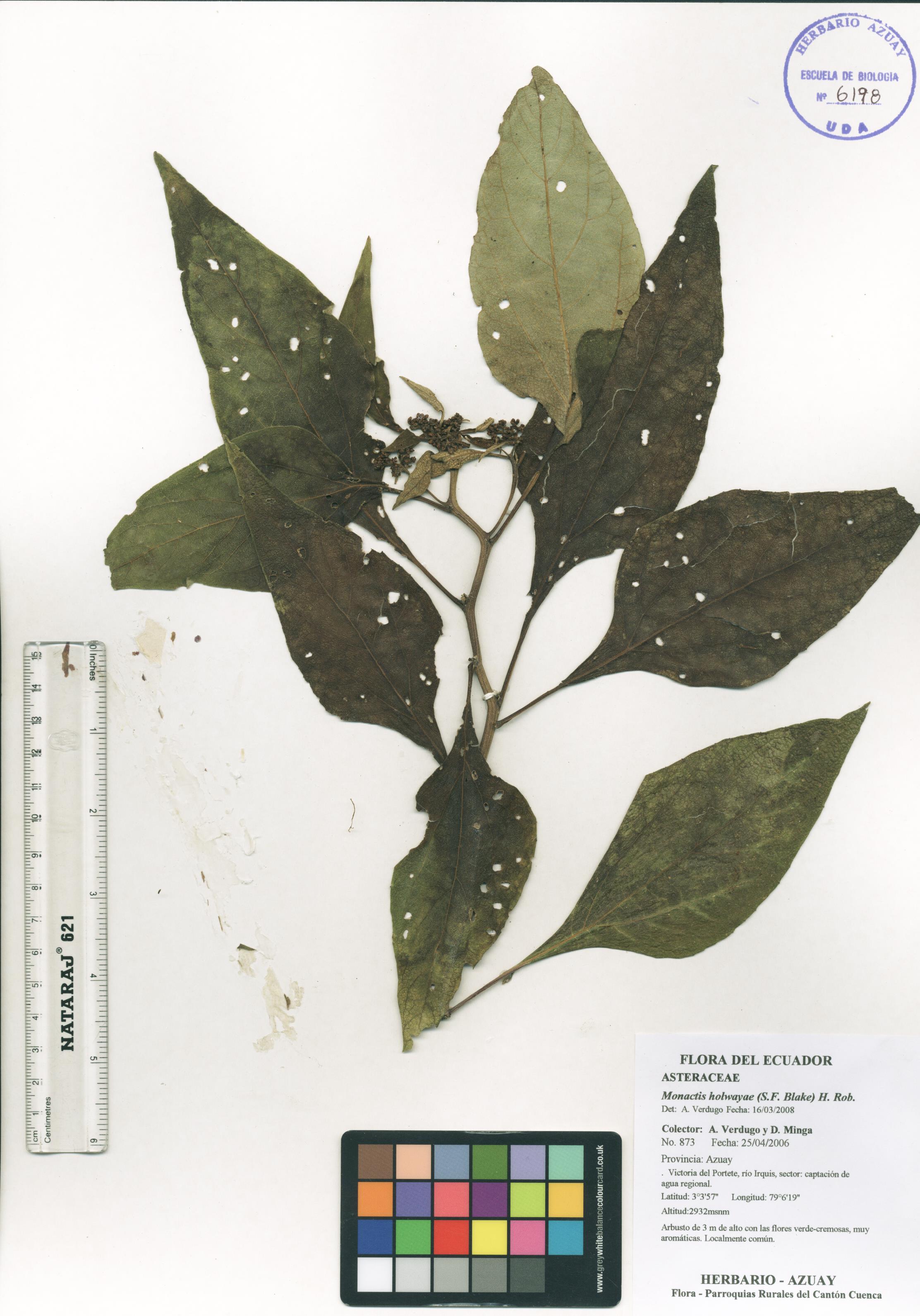 Monactis holwayae (S.F. Blake) H. Rob.