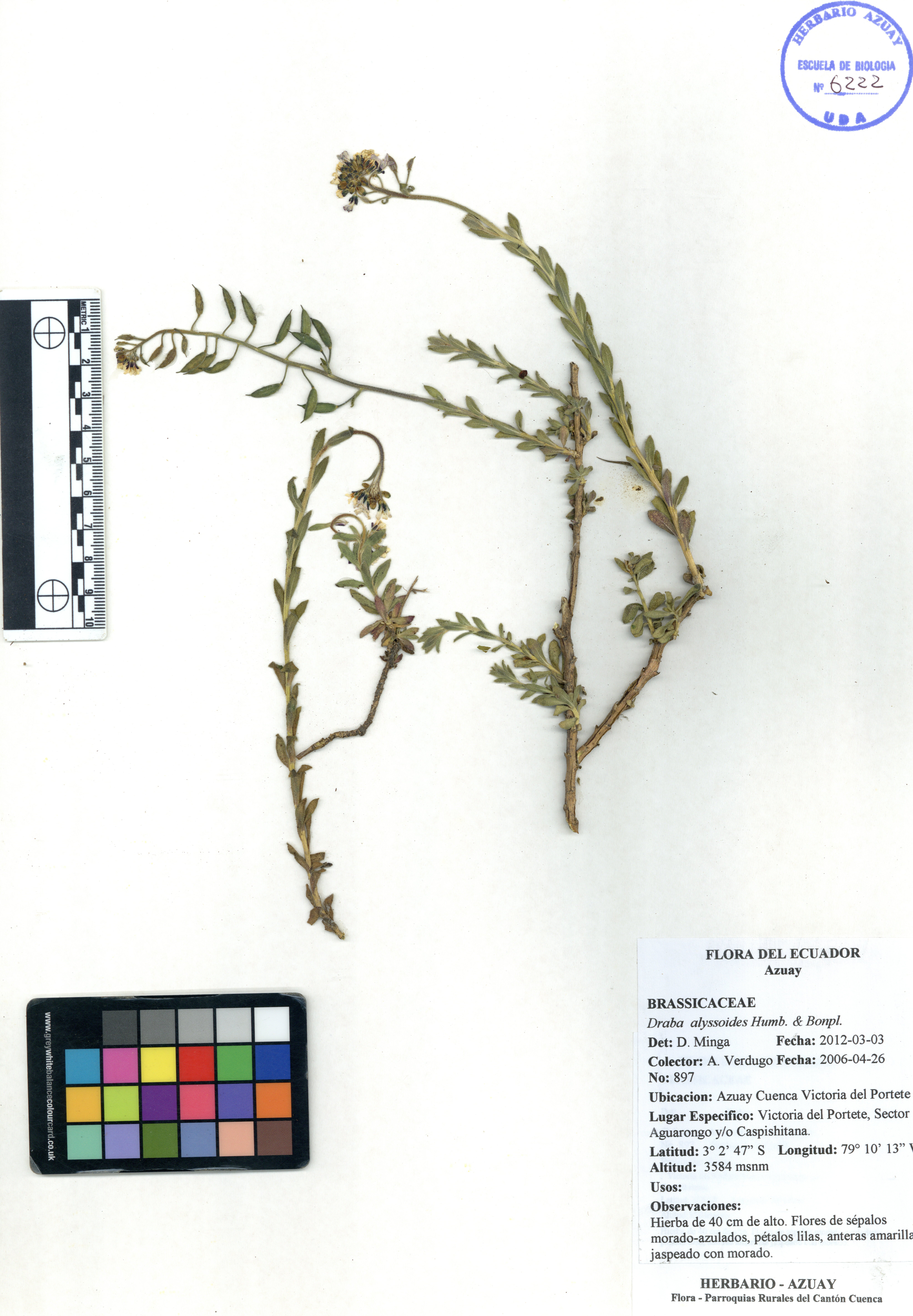 Draba alyssoides Humb. & Bonpl.