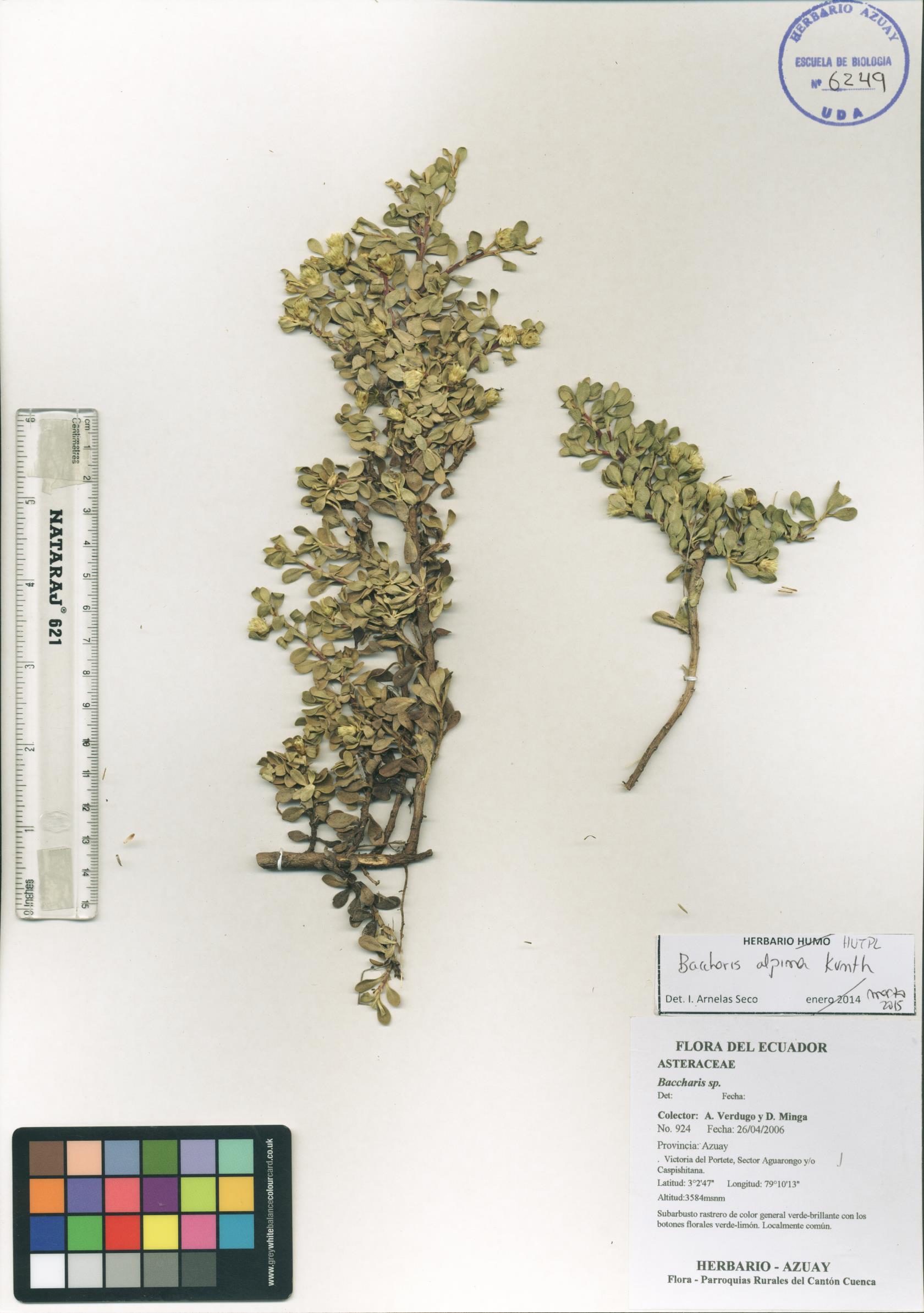Baccharis alpina Kunth